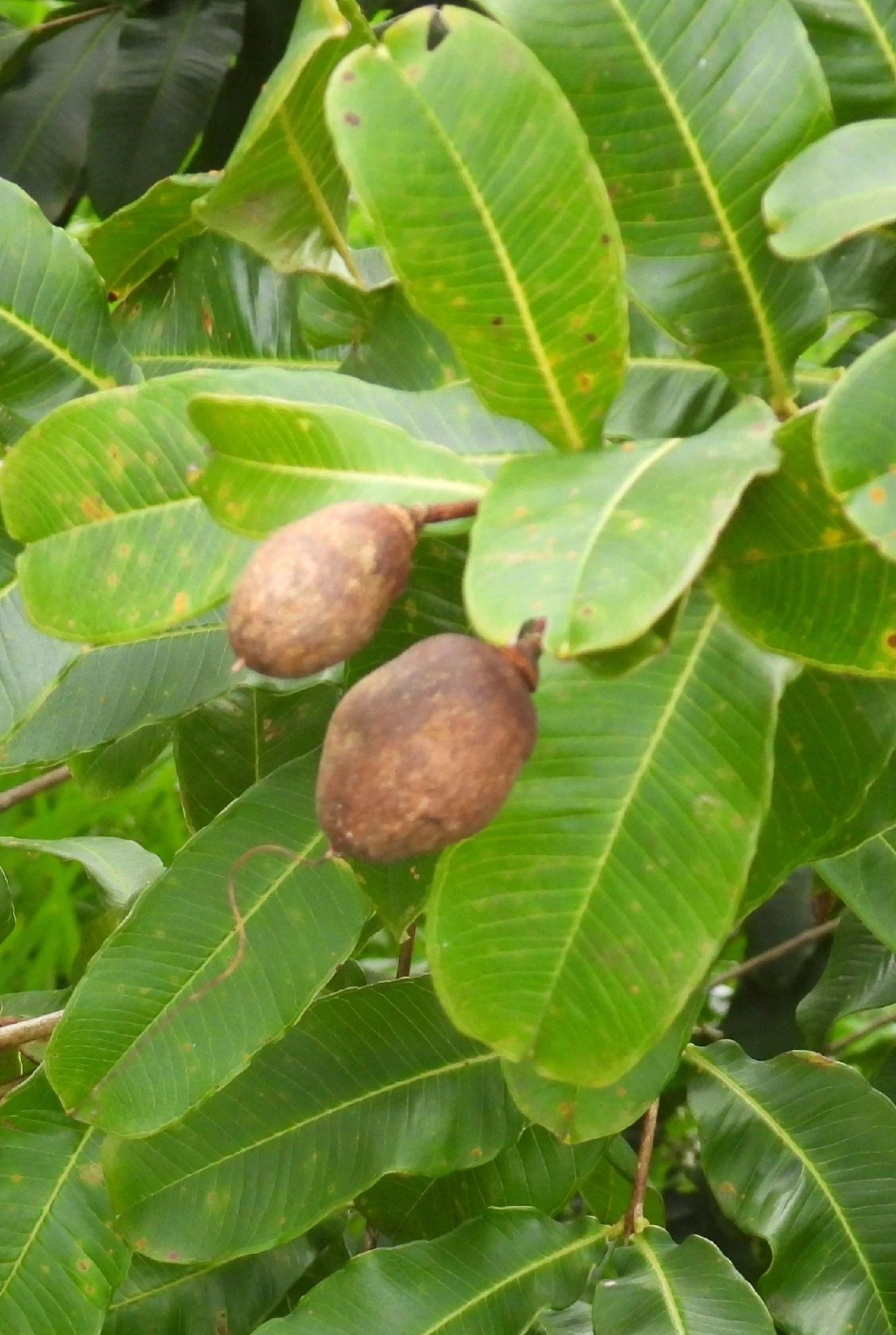 Pacari (Lafoensia pacari), plantas, fotografado em Indaiá, Caraguatatuba