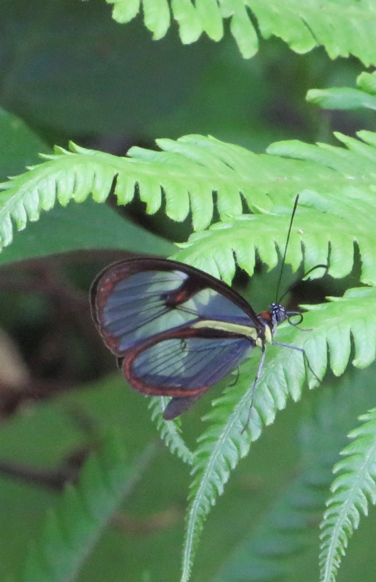 Ithomia, insetos, fotografado em Maresias, São Sebastião