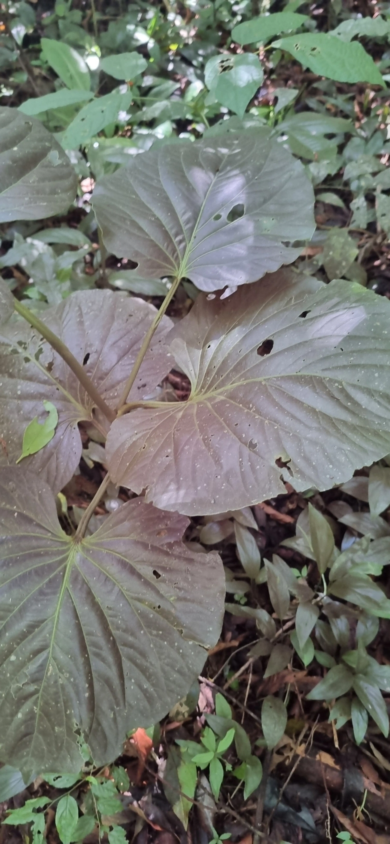 Piper, plantas, fotografado em Maresias, São Sebastião