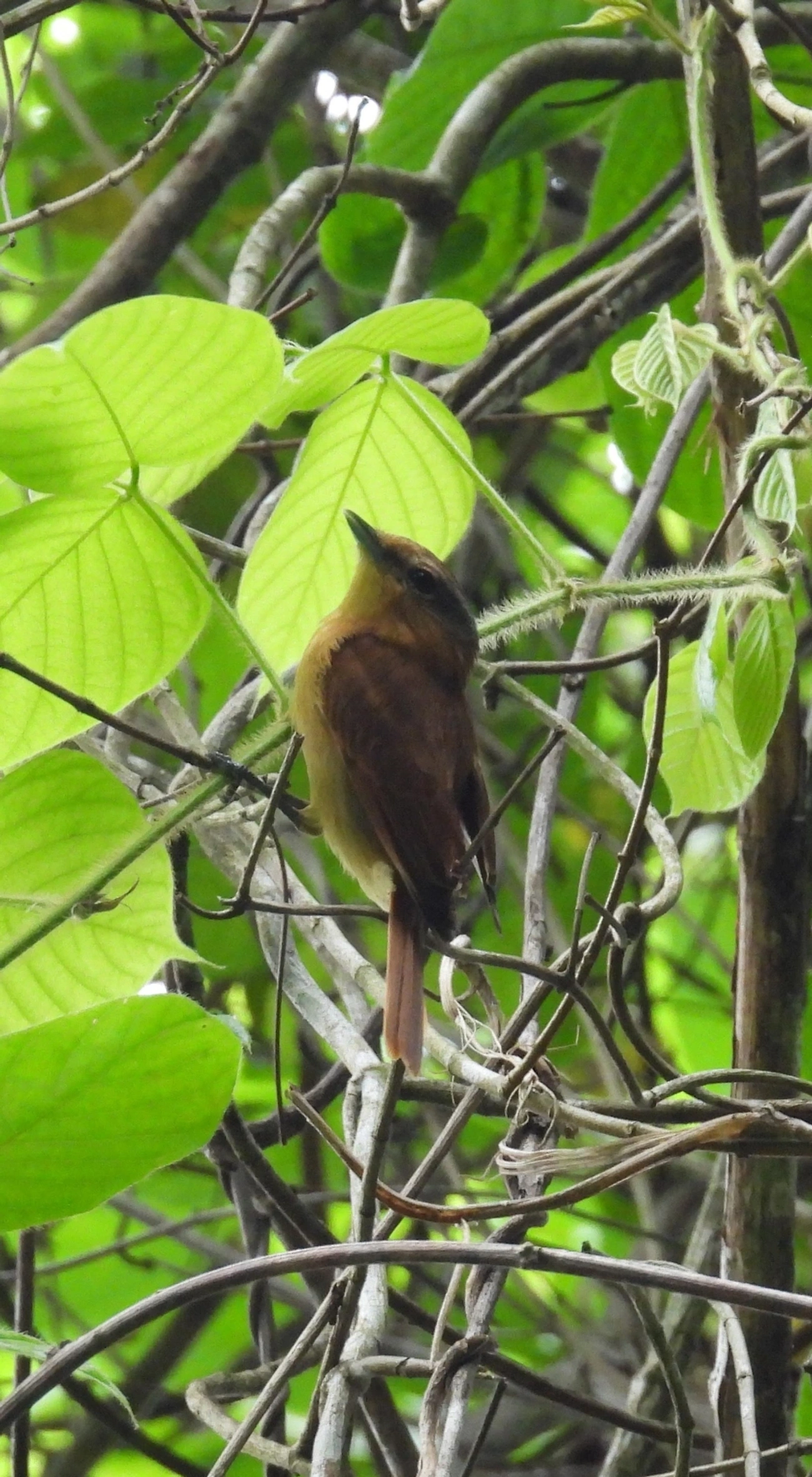 Caneleiro (Pachyramphus castaneus), aves, fotografado em Perequê, Ilhabela