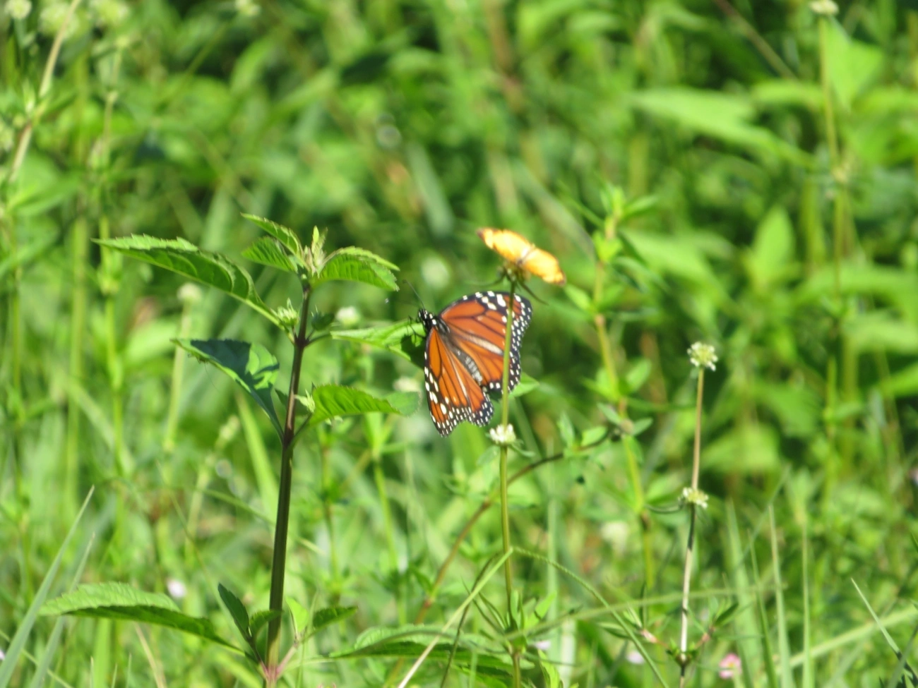 Monarca (Danaus erippus), insetos, fotografado em Maresias, São Sebastião