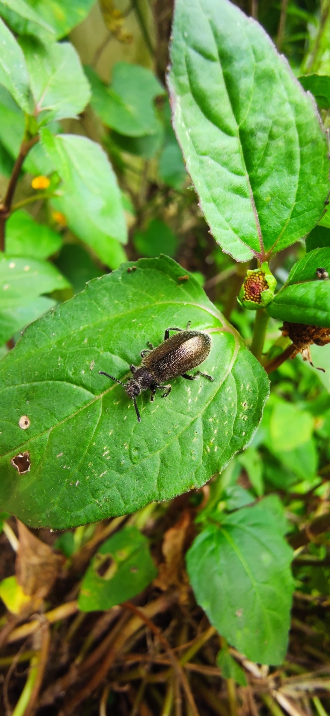 Bicho-capixaba (Lagria villosa), insetos, fotografado em Maresias, São Sebastião