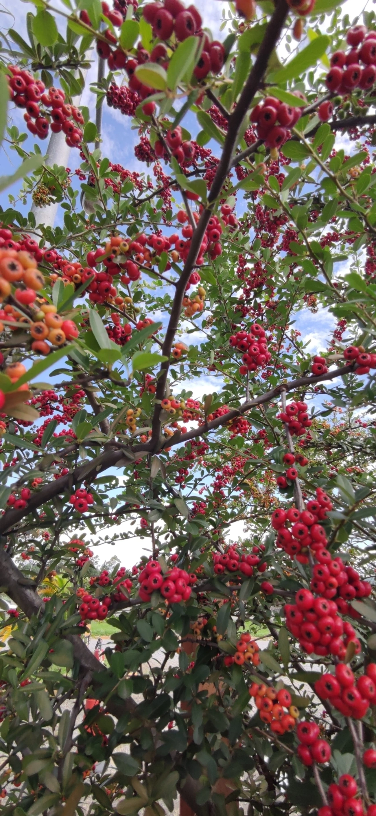 Sarça-ardente (Pyracantha coccinea), plantas, fotografado em Itaquaquecetuba