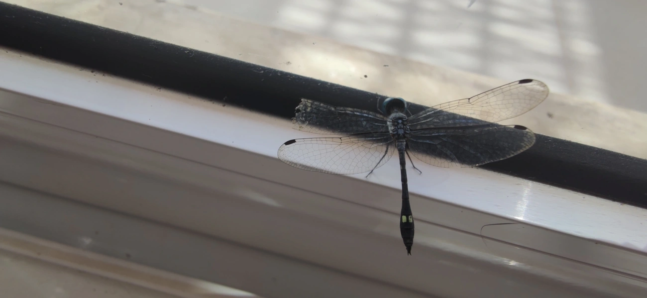 Libélula-de-manchas-quadradas (Micrathyria ocellata), insetos, fotografado em Maresias, São Sebastião