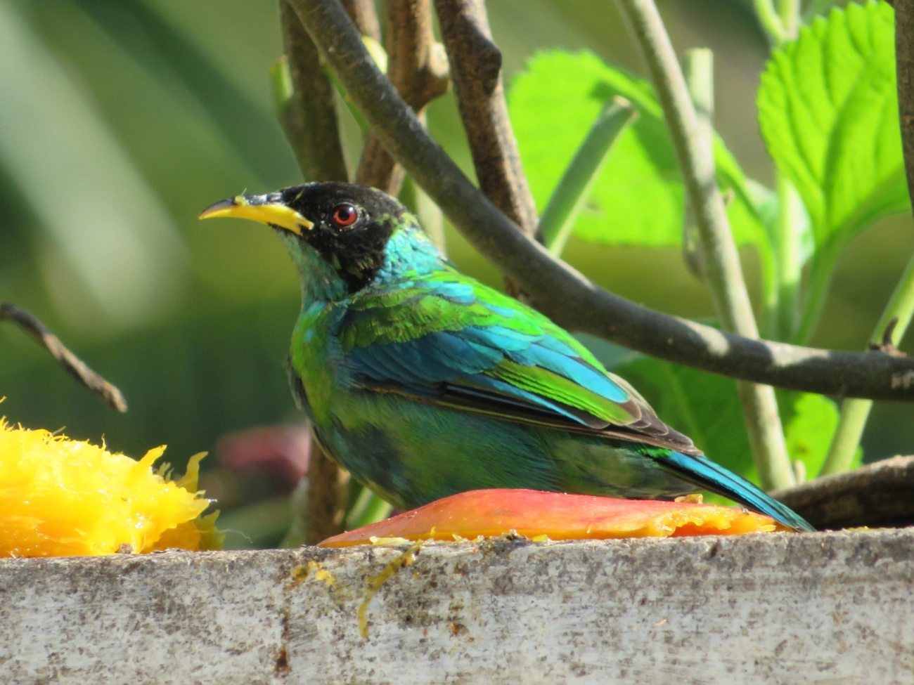 Saí-verde (Chlorophanes spiza), aves, fotografado em Maresias, São Sebastião