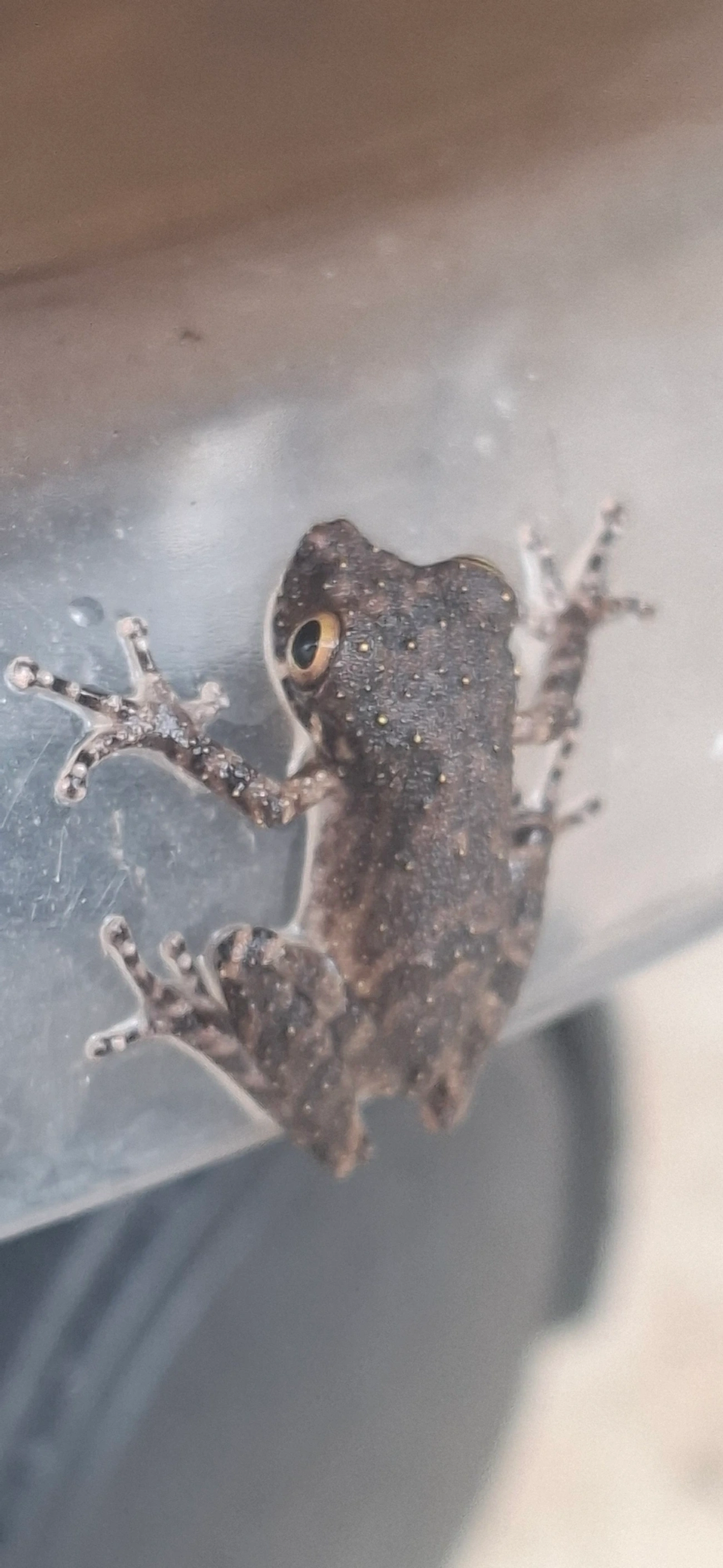 Itapotihyla, anfíbios, fotografado em Maresias, São Sebastião