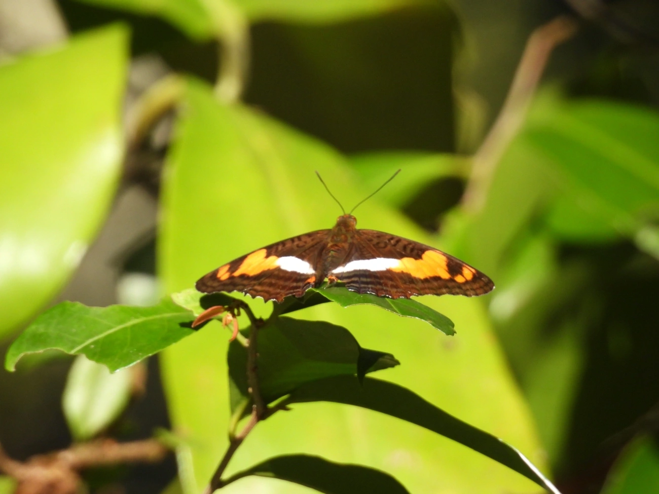 Adelpha, insetos, fotografado em Maresias, São Sebastião