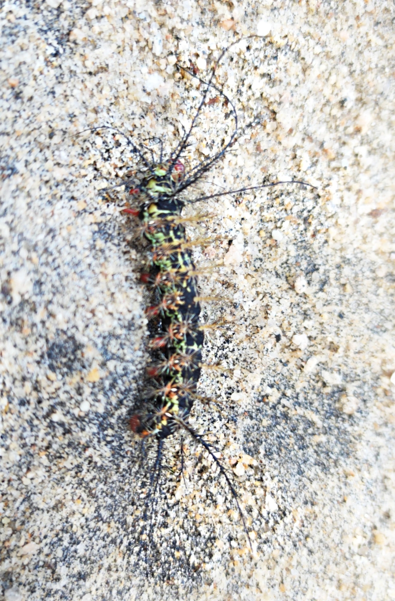 Borboletas e traças (Lepidoptera), insetos, fotografado em Caraguatatuba