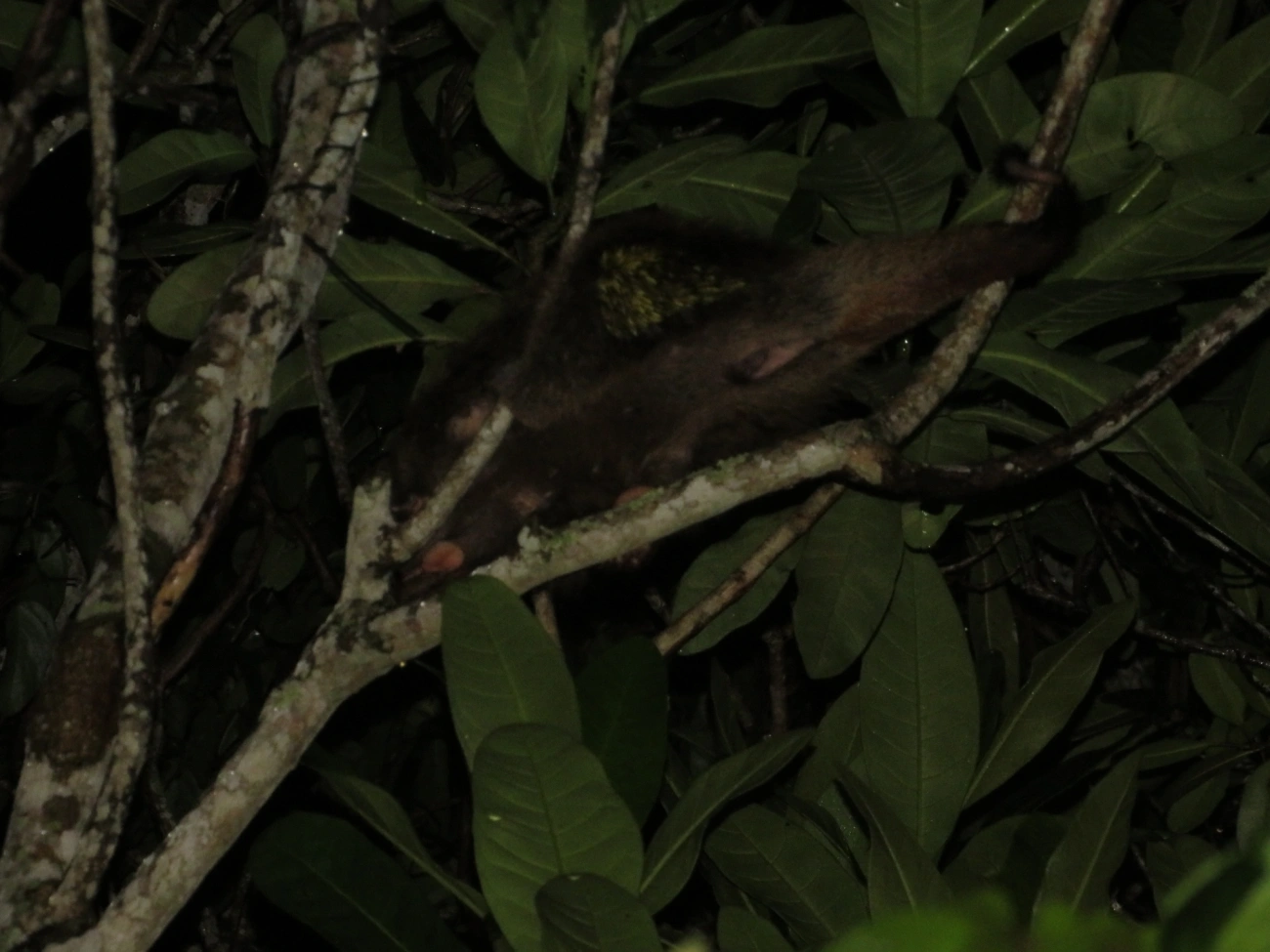 Coandu-alaranjado (Coendou spinosus), mamíferos, fotografado em Maresias, São Sebastião