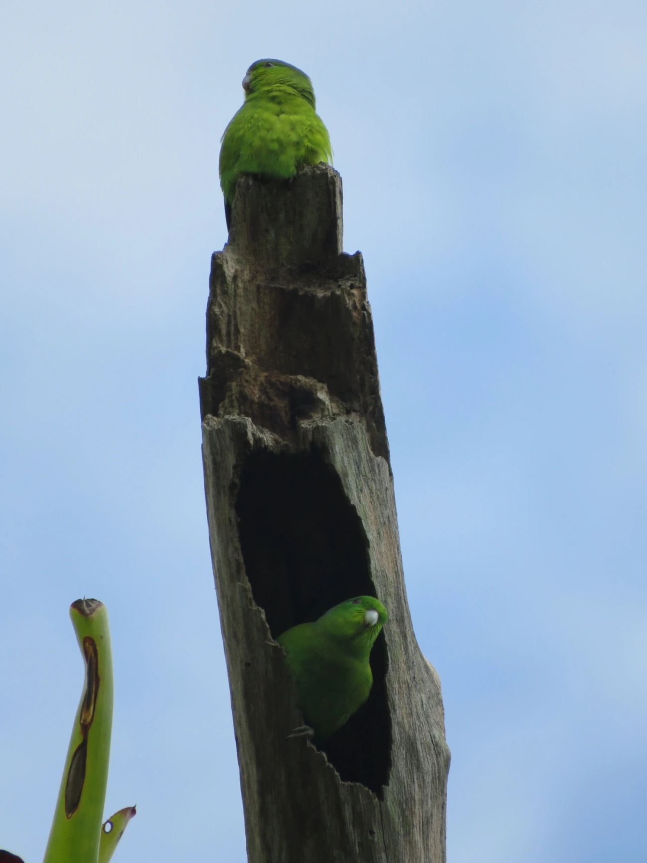 Tuim (Forpus xanthopterygius), aves, fotografado em Maresias, São Sebastião