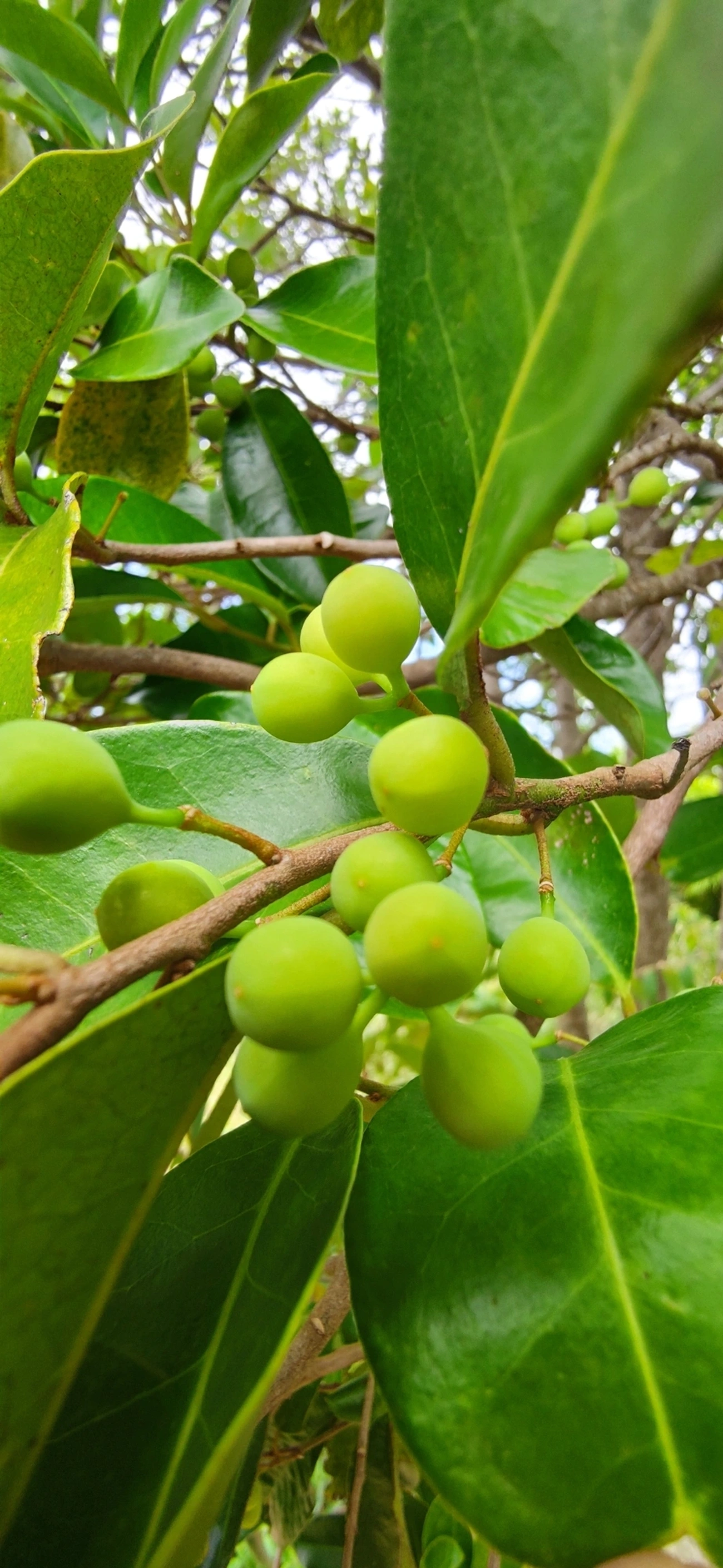 Figueira microcarpa (Ficus microcarpa), plantas, fotografado em Paúba, São Sebastião