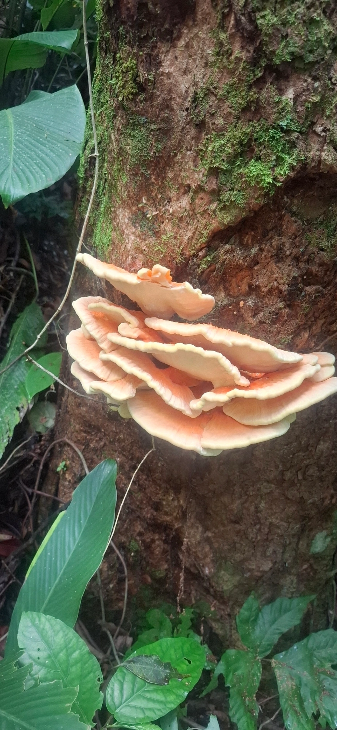 Cerrena zonata, fungos, fotografado em São Sebastião
