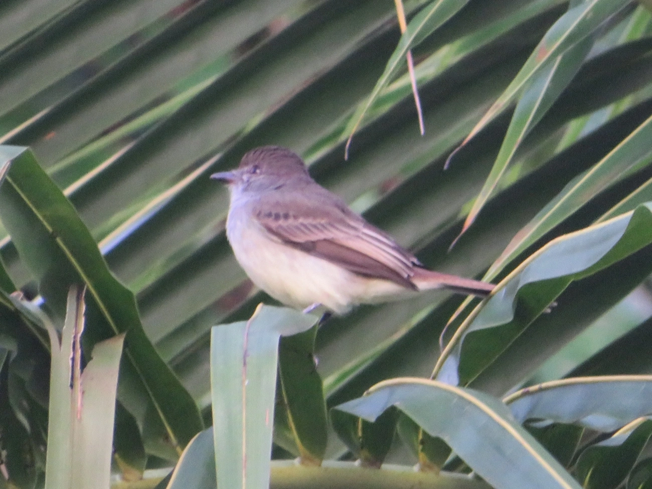 Irré (Myiarchus swainsoni), aves, fotografado em Maresias, São Sebastião