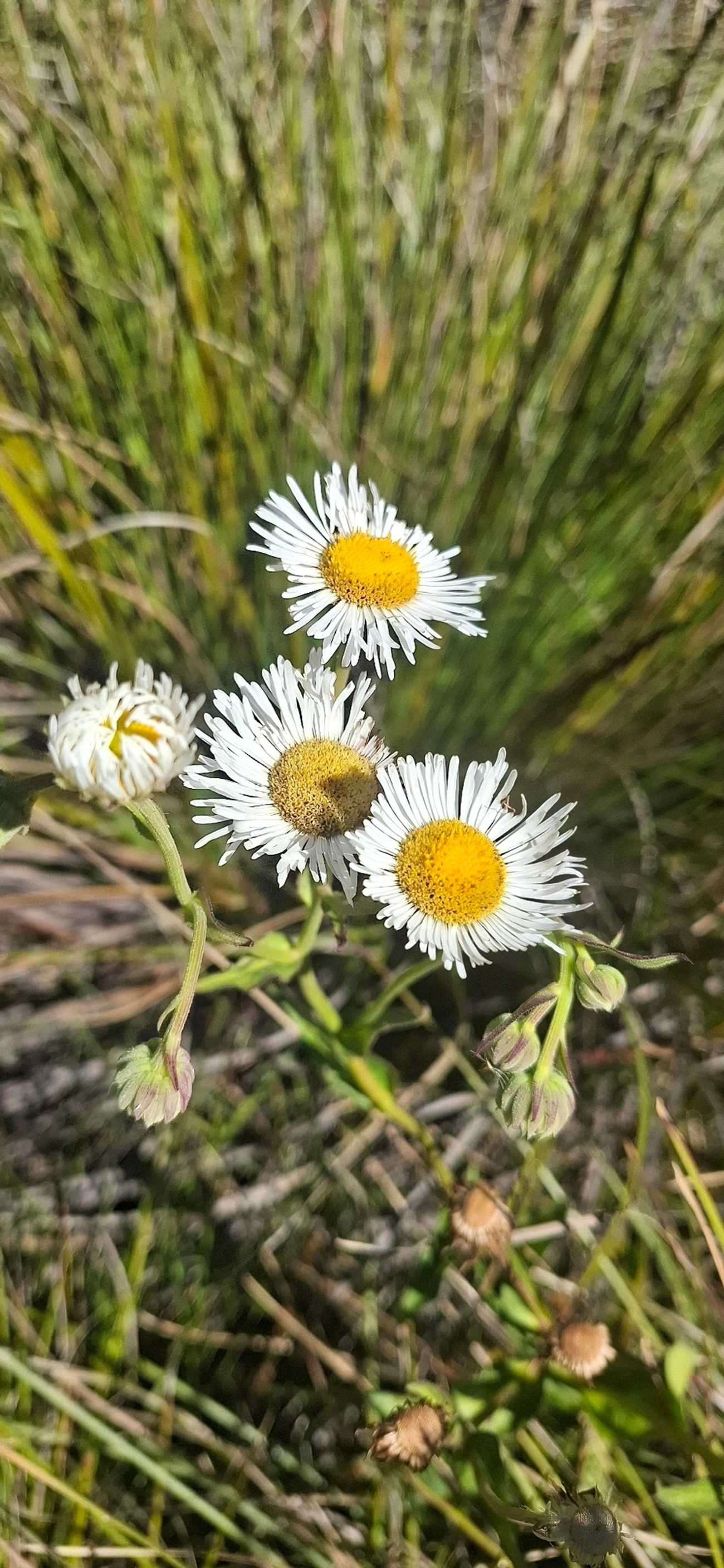 Margaridão-do-banhado (Leptostelma maximum), plantas, fotografado em Engenheiro Passos