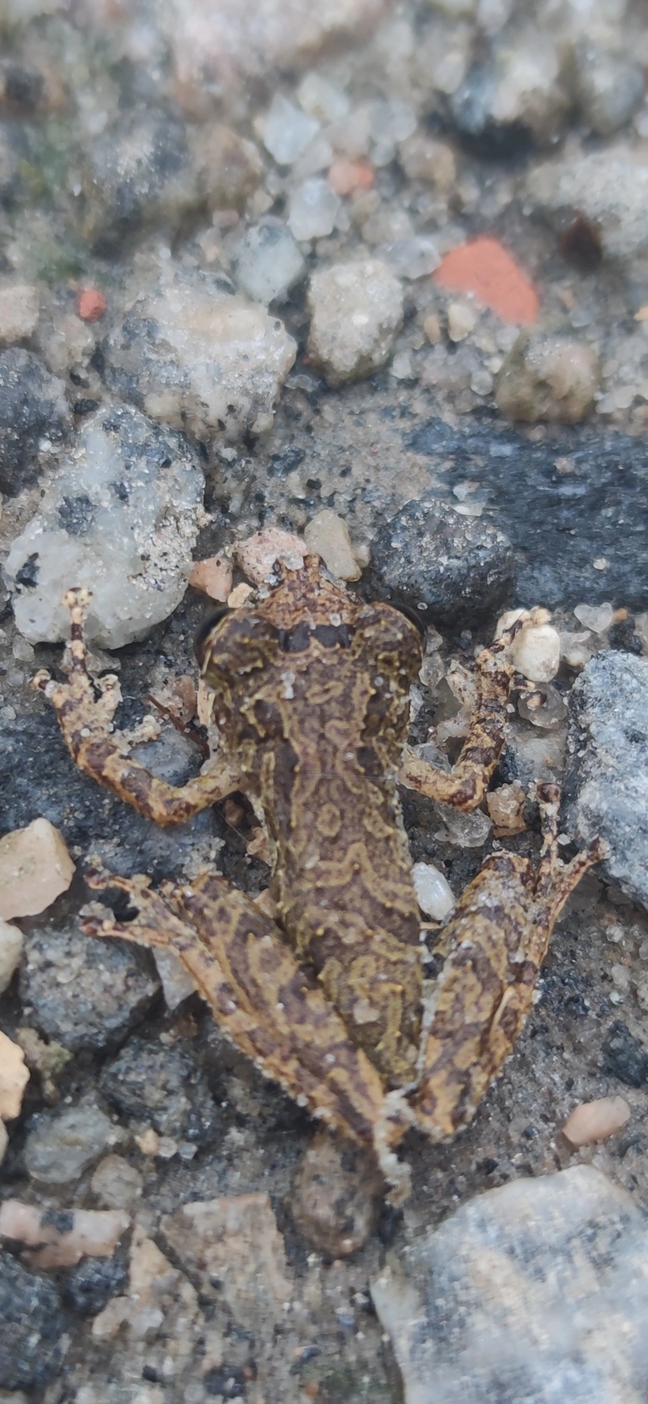 Perereca-do-litoral (Ololygon littoralis), anfíbios, fotografado em Maresias, São Sebastião