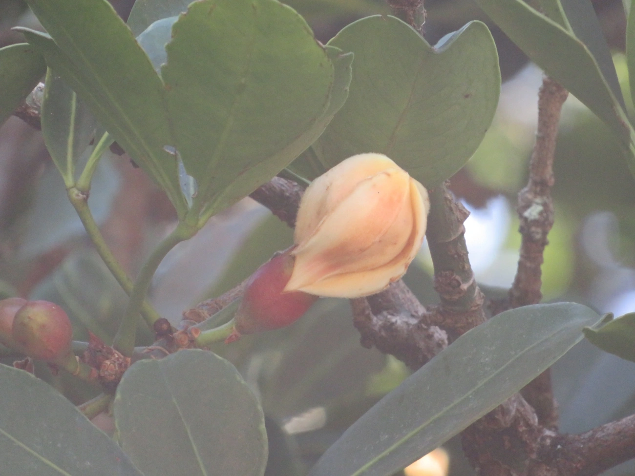 Bombacoideae, plantas, fotografado em Maresias, São Sebastião