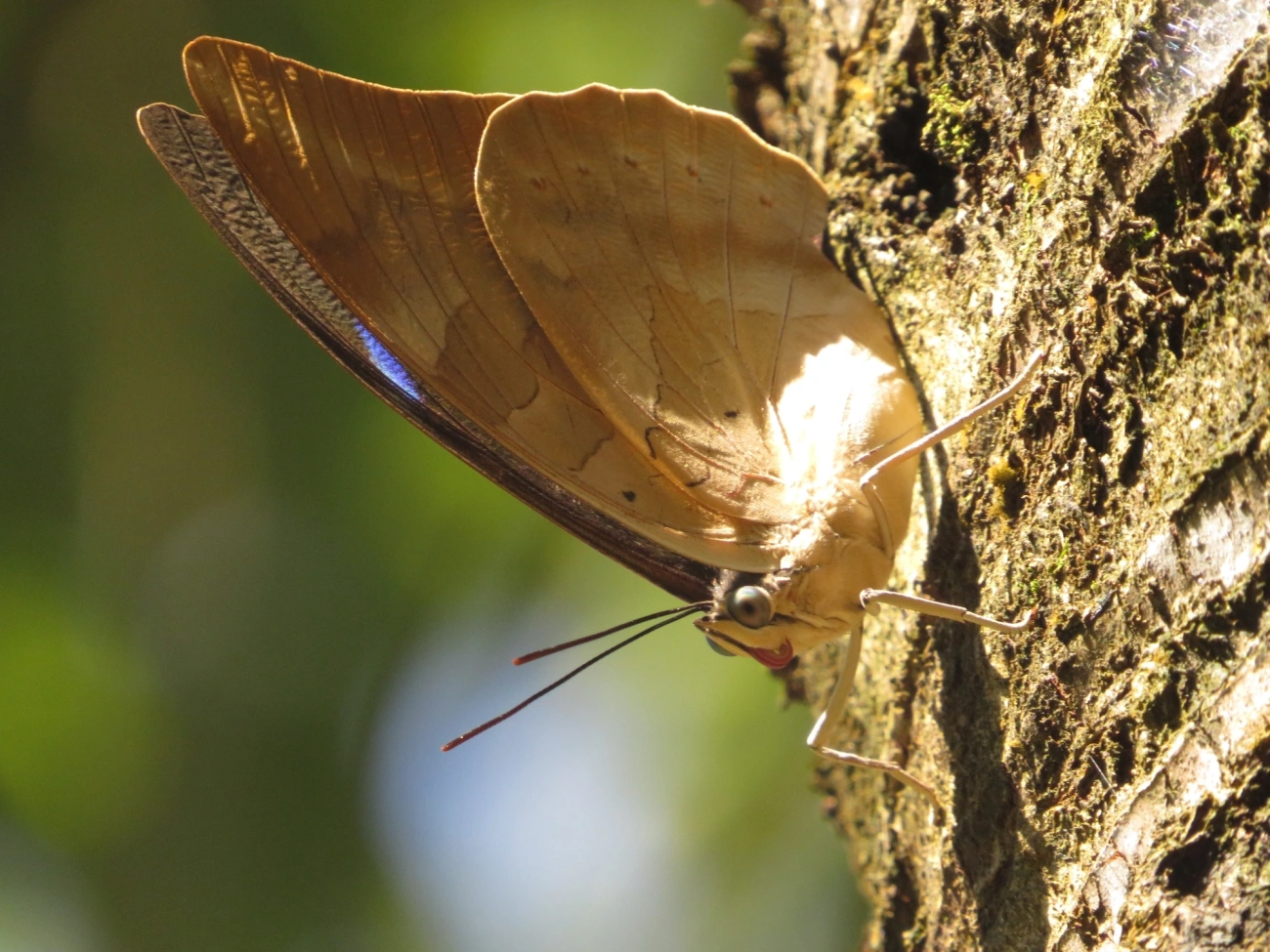 Prepona-de-um-ponto (Archaeoprepona demophon), insetos, fotografado em Maresias, São Sebastião