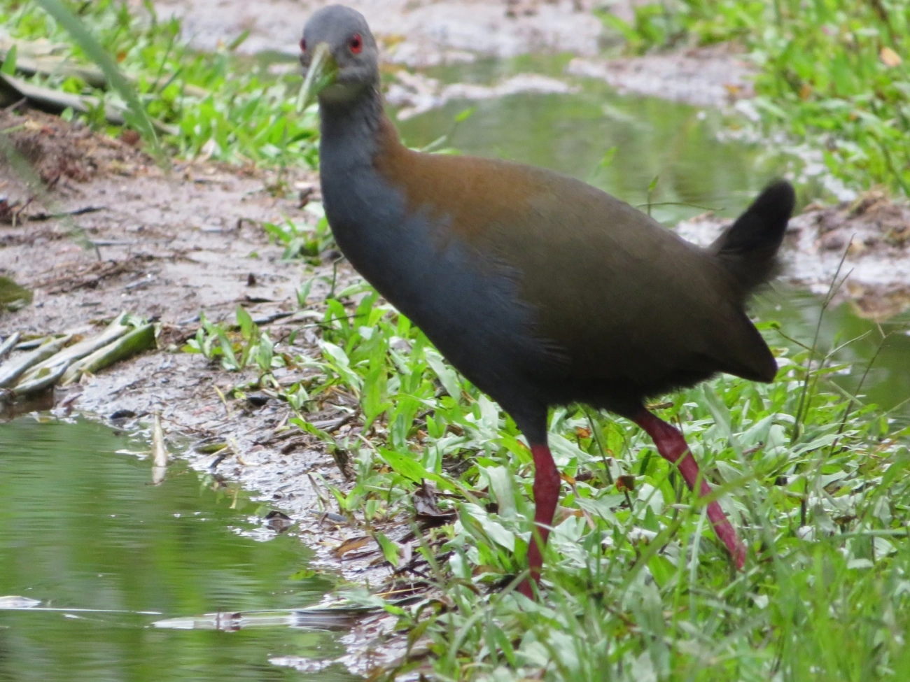 Saracura-do-mato (Aramides saracura), aves, fotografado em Maresias, São Sebastião