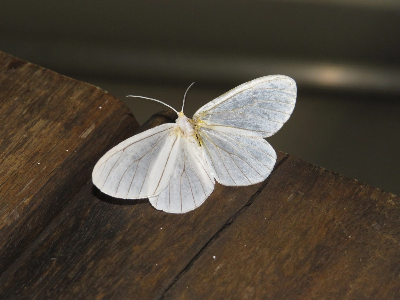 Borboletas e traças (Lepidoptera), insetos, fotografado em Maresias, São Sebastião