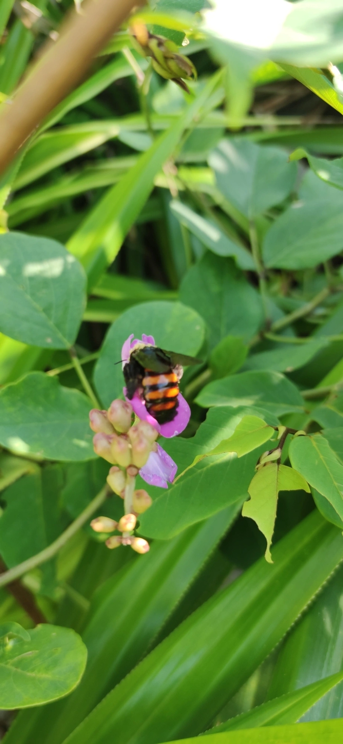 Abelhas-carpinteiras (Xylocopa), insetos, fotografado em Maresias, São Sebastião