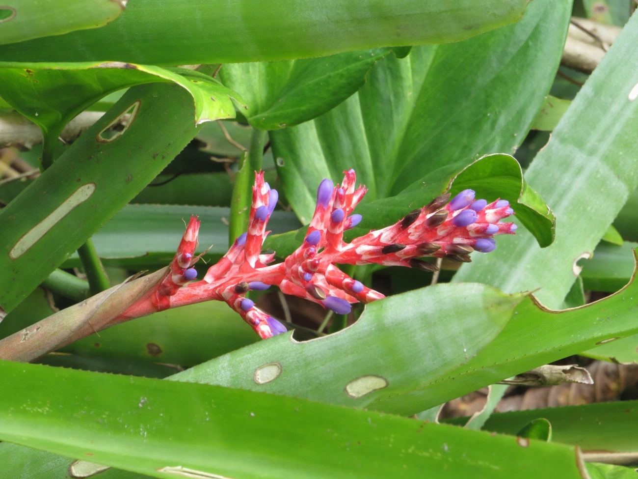 Aechmea wittmackiana, plantas, fotografado em Maresias, São Sebastião