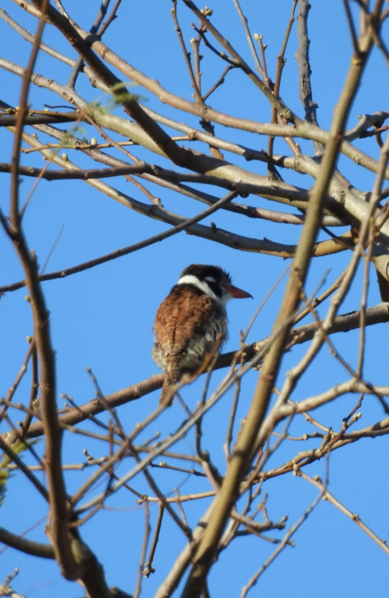 João-bobo (Nystalus chacuru), aves, fotografado em Cunha
