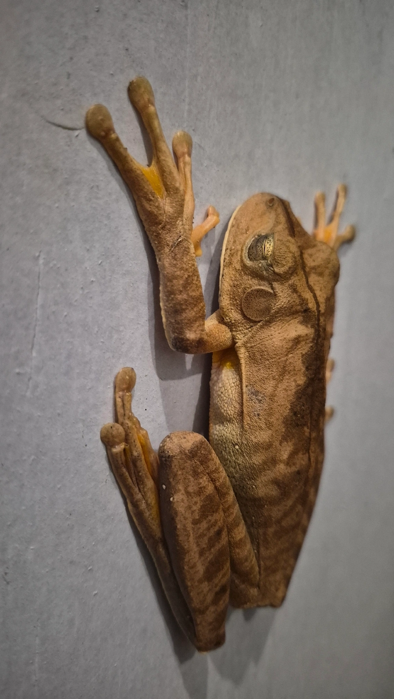 Sapo-martelo (Boana faber), anfíbios, fotografado em Maresias, São Sebastião