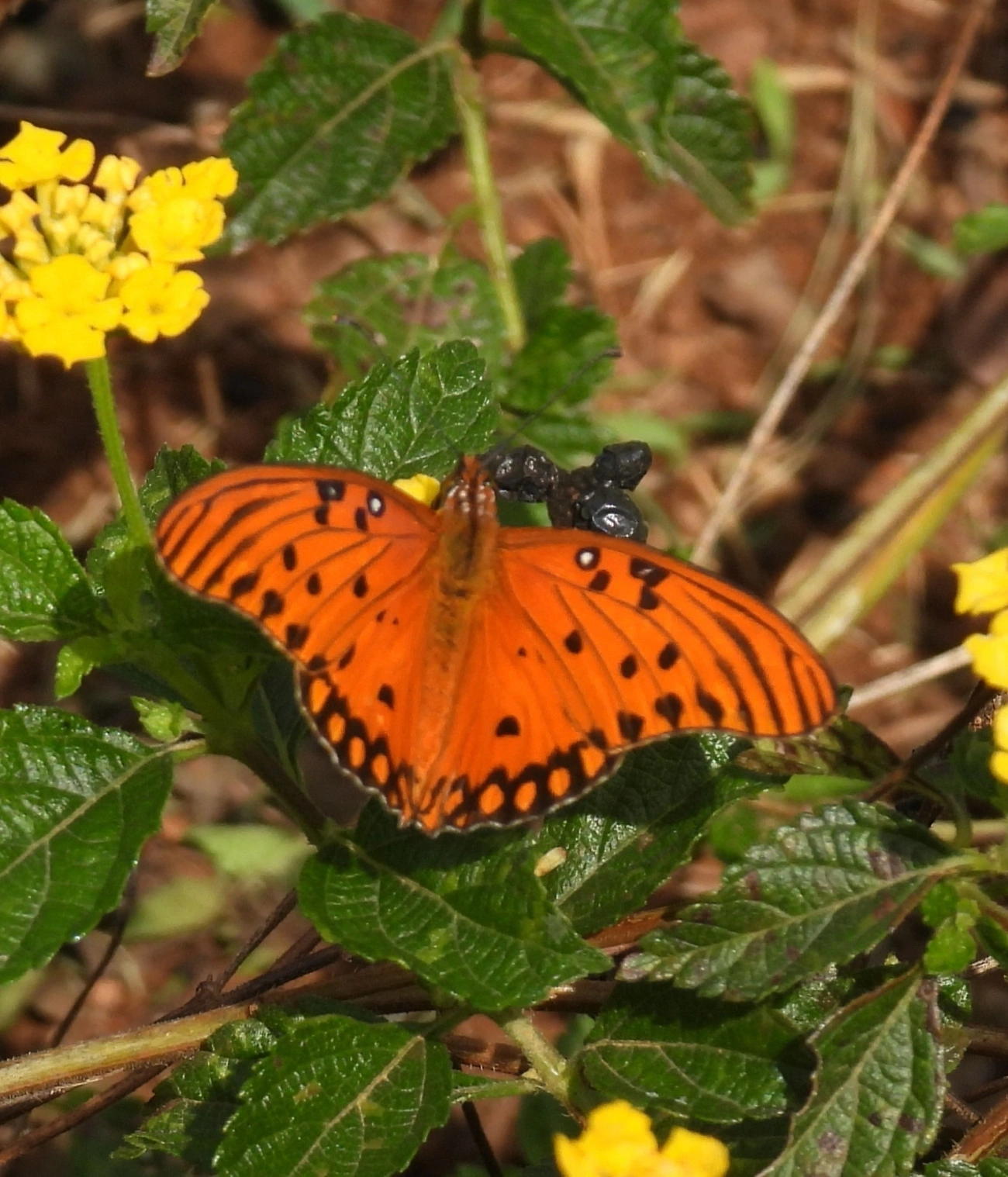 Borboleta-paixão (Dione vanillae), insetos, fotografado em Bragança Paulista