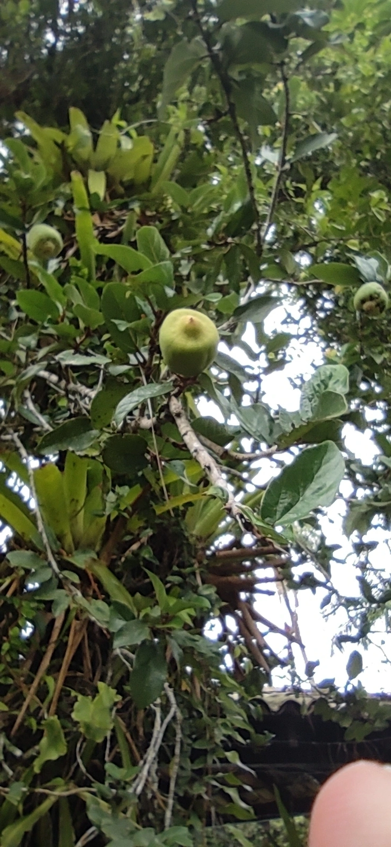 Figueira-trepadeira (Ficus pumila), plantas, fotografado em Maresias, São Sebastião