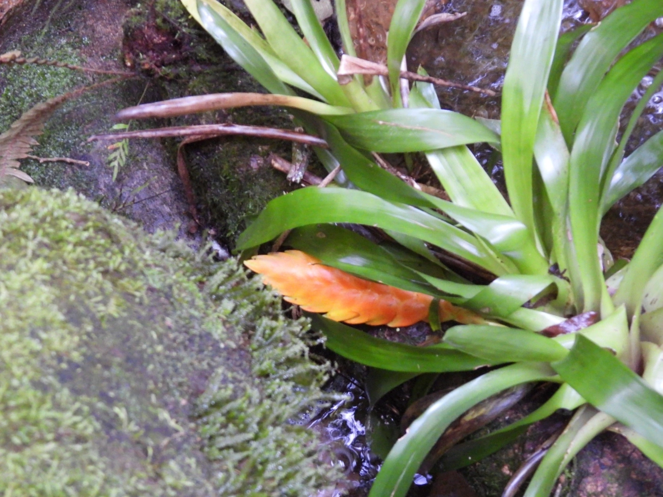 Vrísea (Vriesea inflata), plantas, fotografado em Paranapiacaba