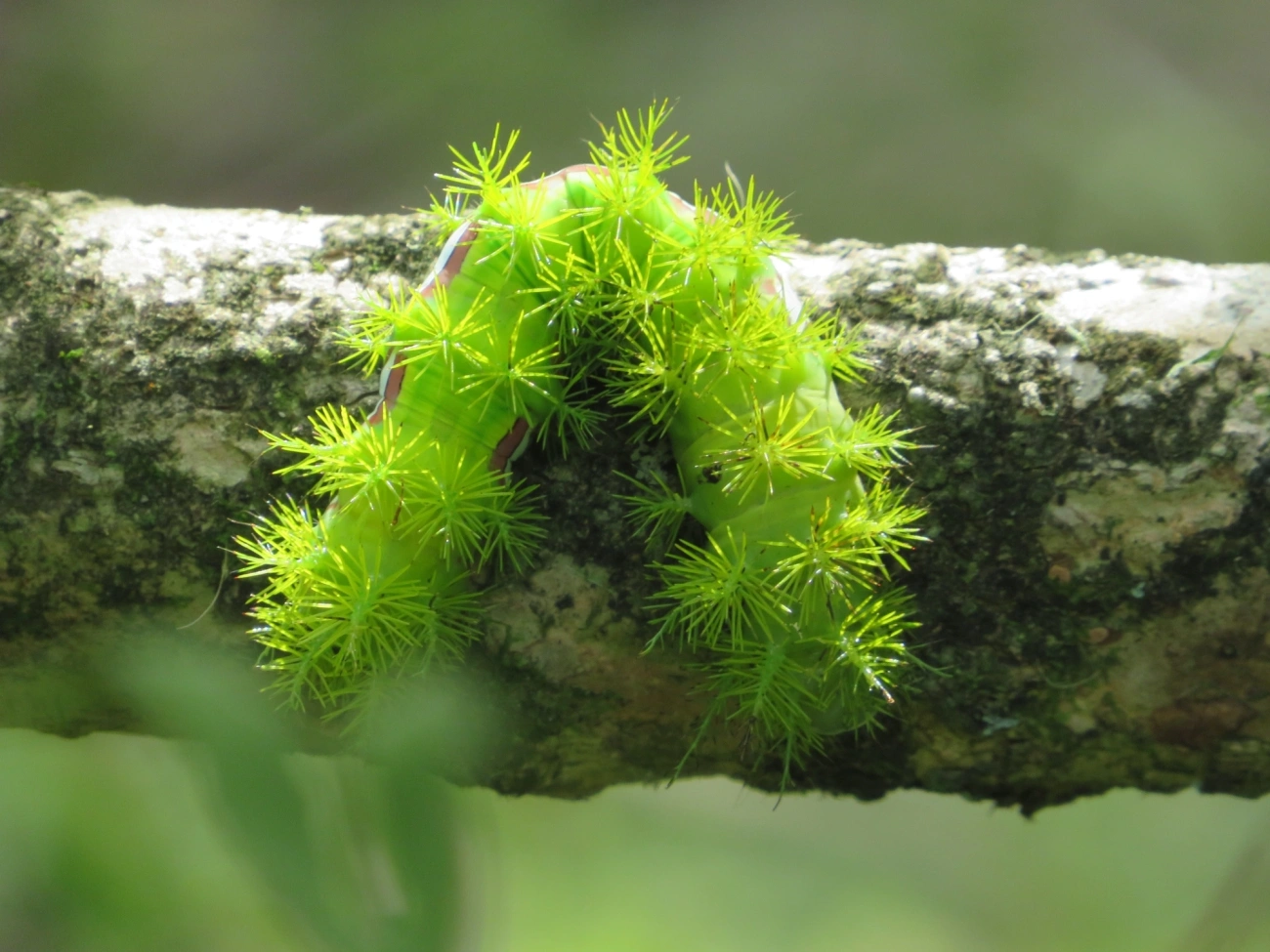 Olho-de-pavão (Automeris melanops), insetos, fotografado em Maresias, São Sebastião