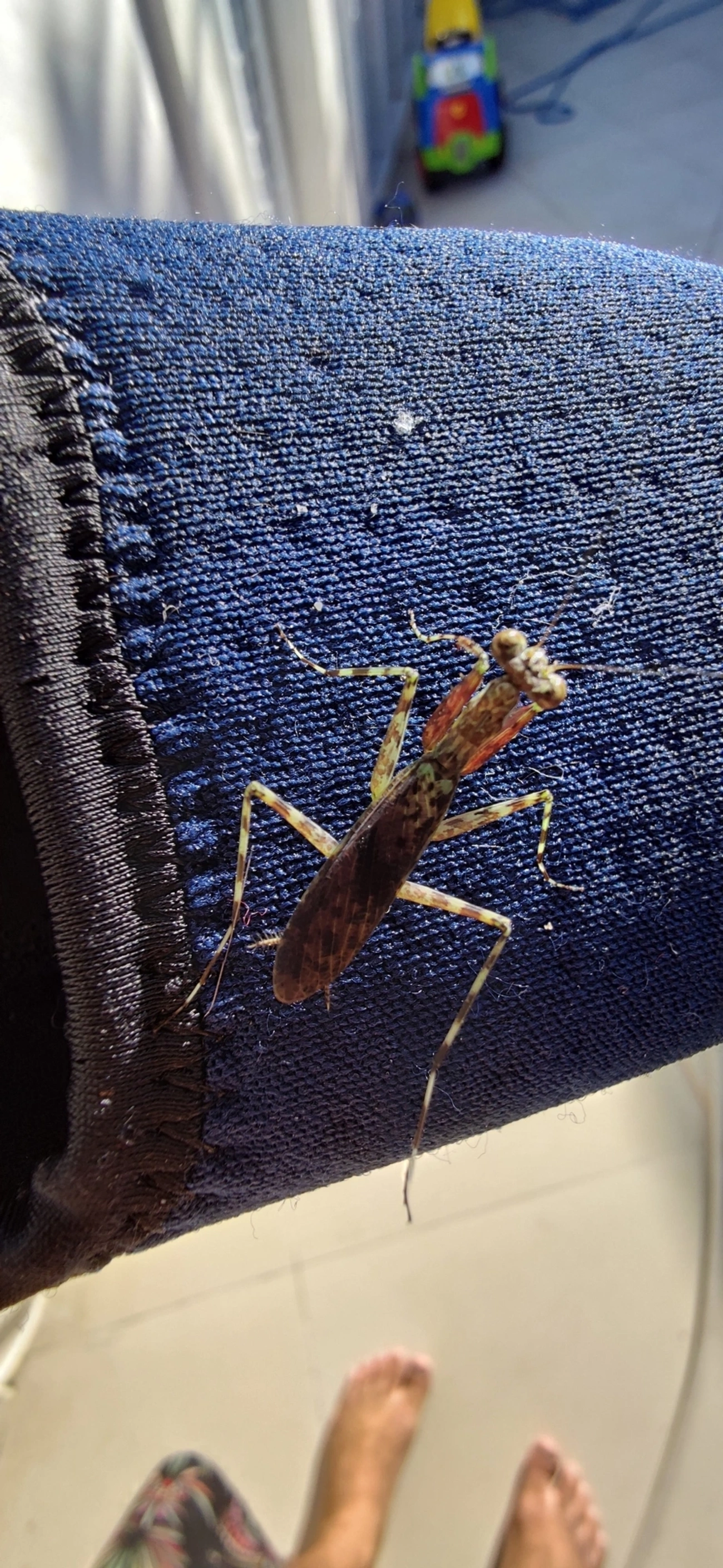 Liturgusidae, insetos, fotografado em Maresias, São Sebastião