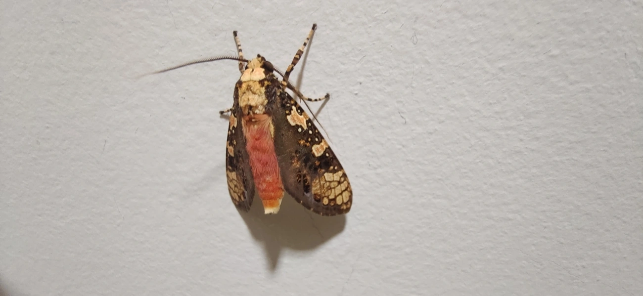 Cresera, insetos, fotografado em Maresias, São Sebastião