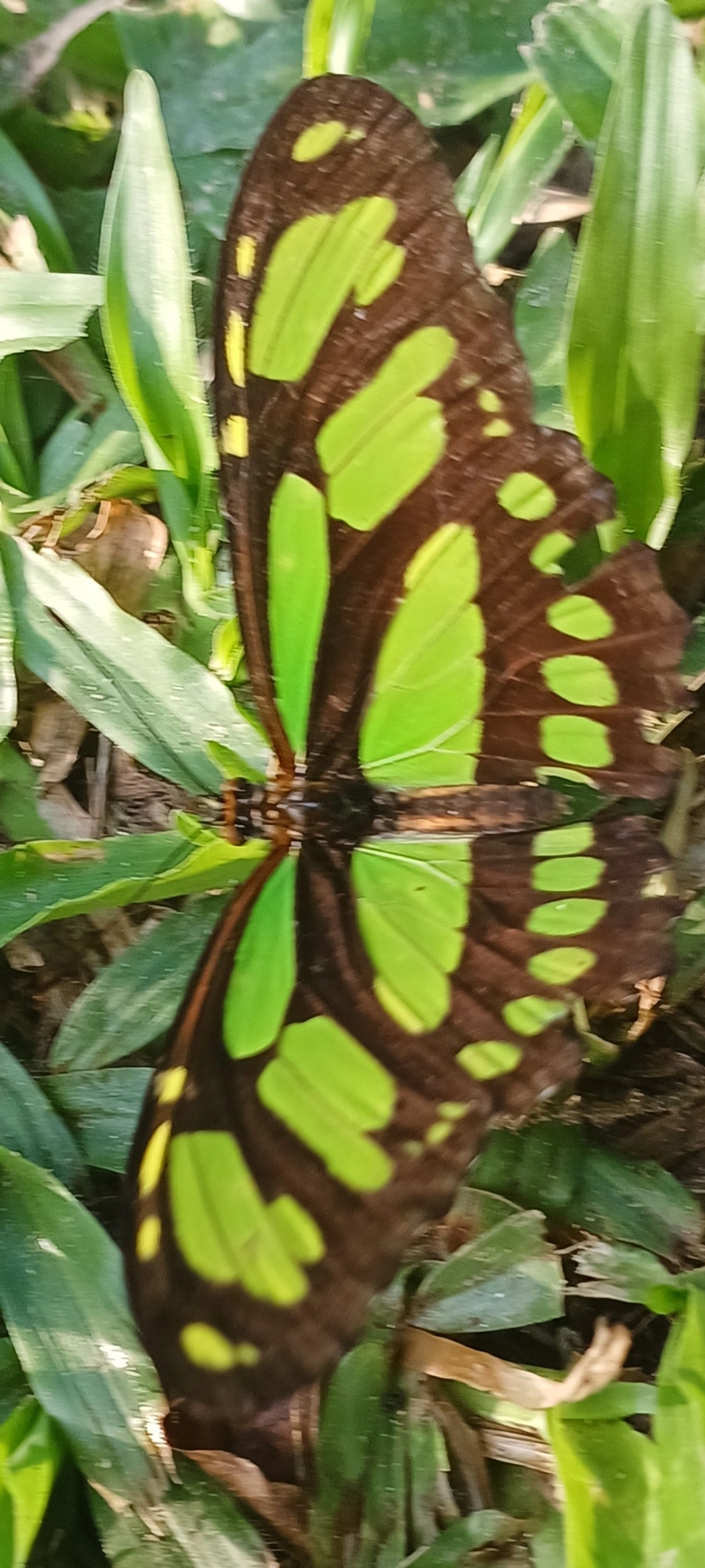 Borboleta-esmeralda (Philaethria wernickei), insetos, fotografado em Maresias, São Sebastião