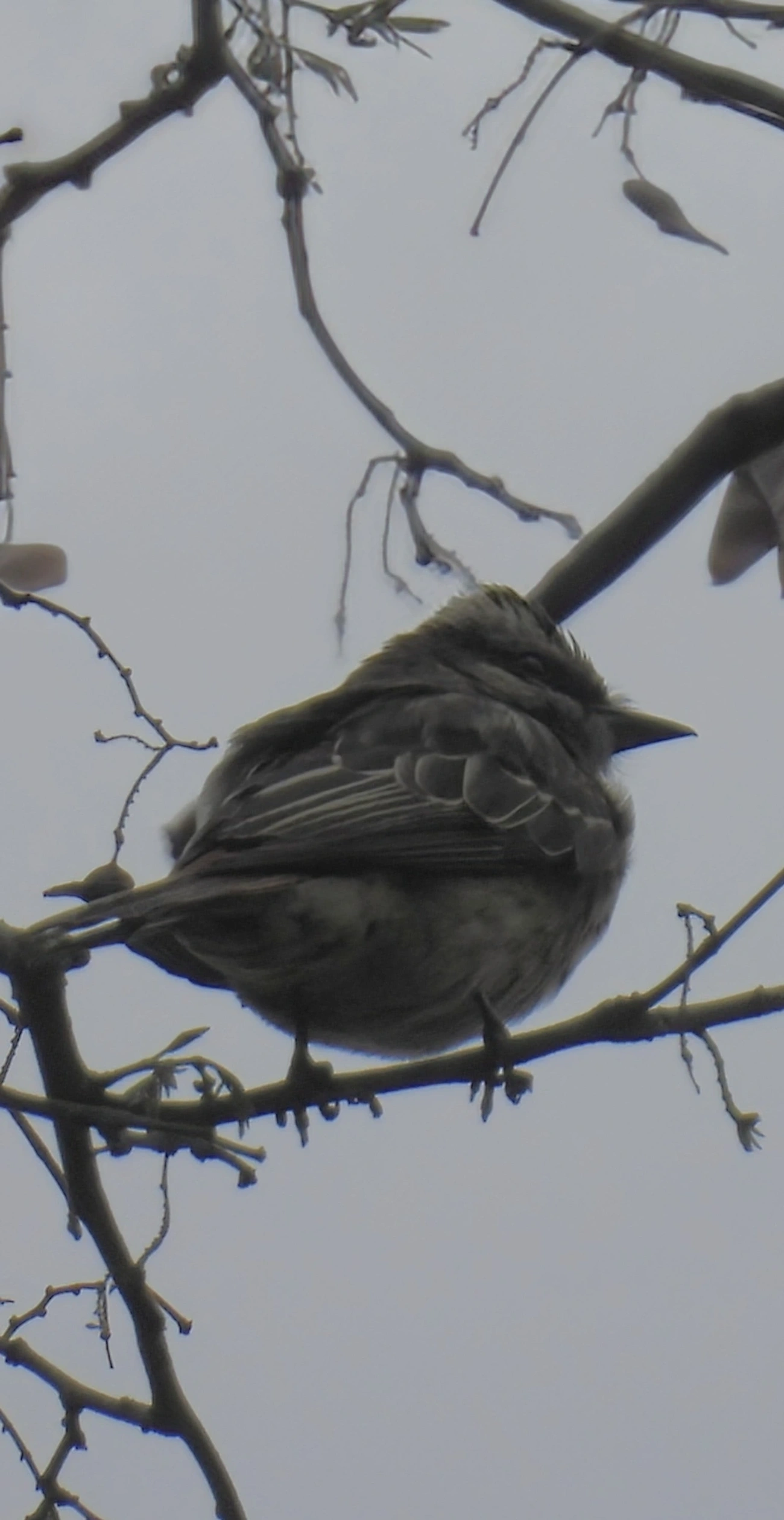 Peitica (Empidonomus varius), aves, fotografado em Santa Isabel