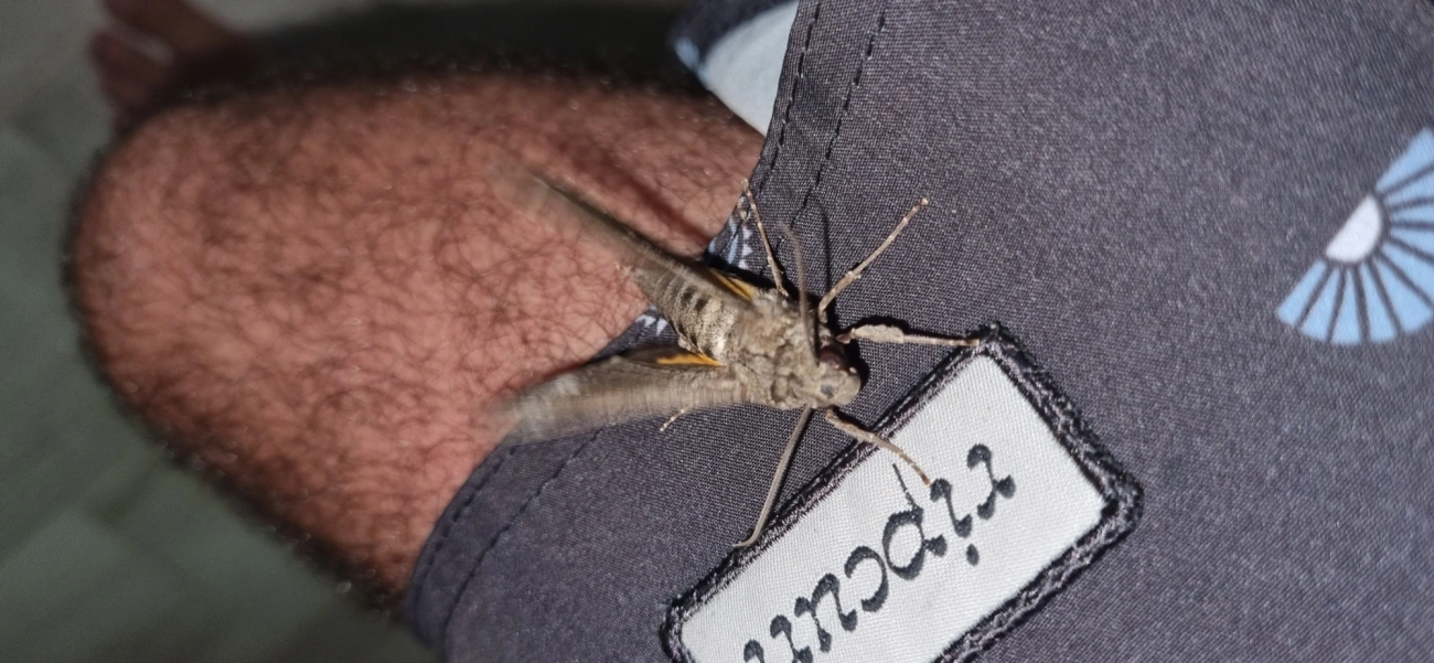 Isognathus allamandae, insetos, fotografado em Maresias, São Sebastião