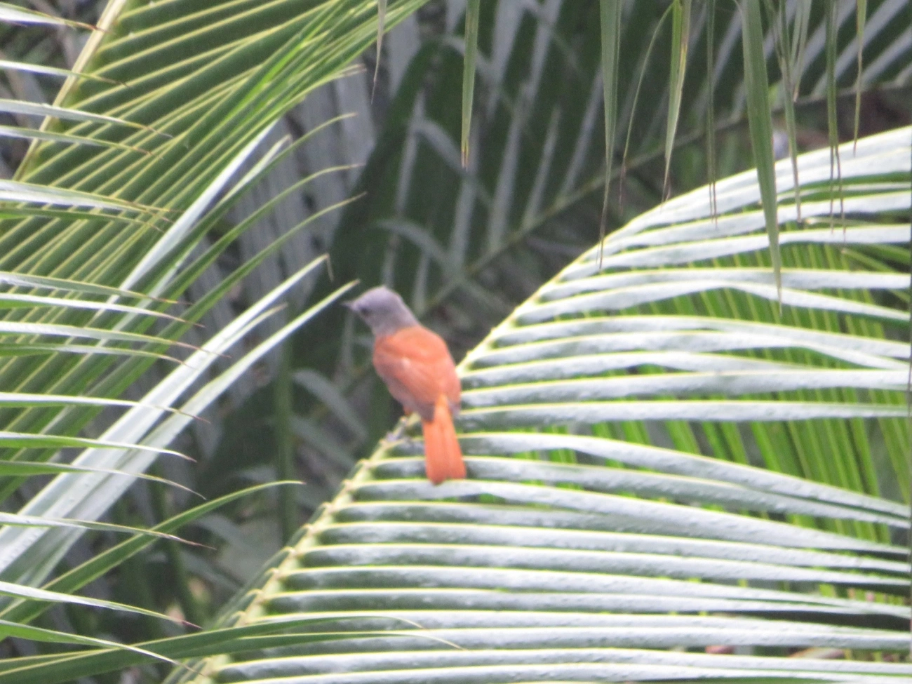 Capitão-de-saíra (Attila rufus), aves, fotografado em Maresias, São Sebastião