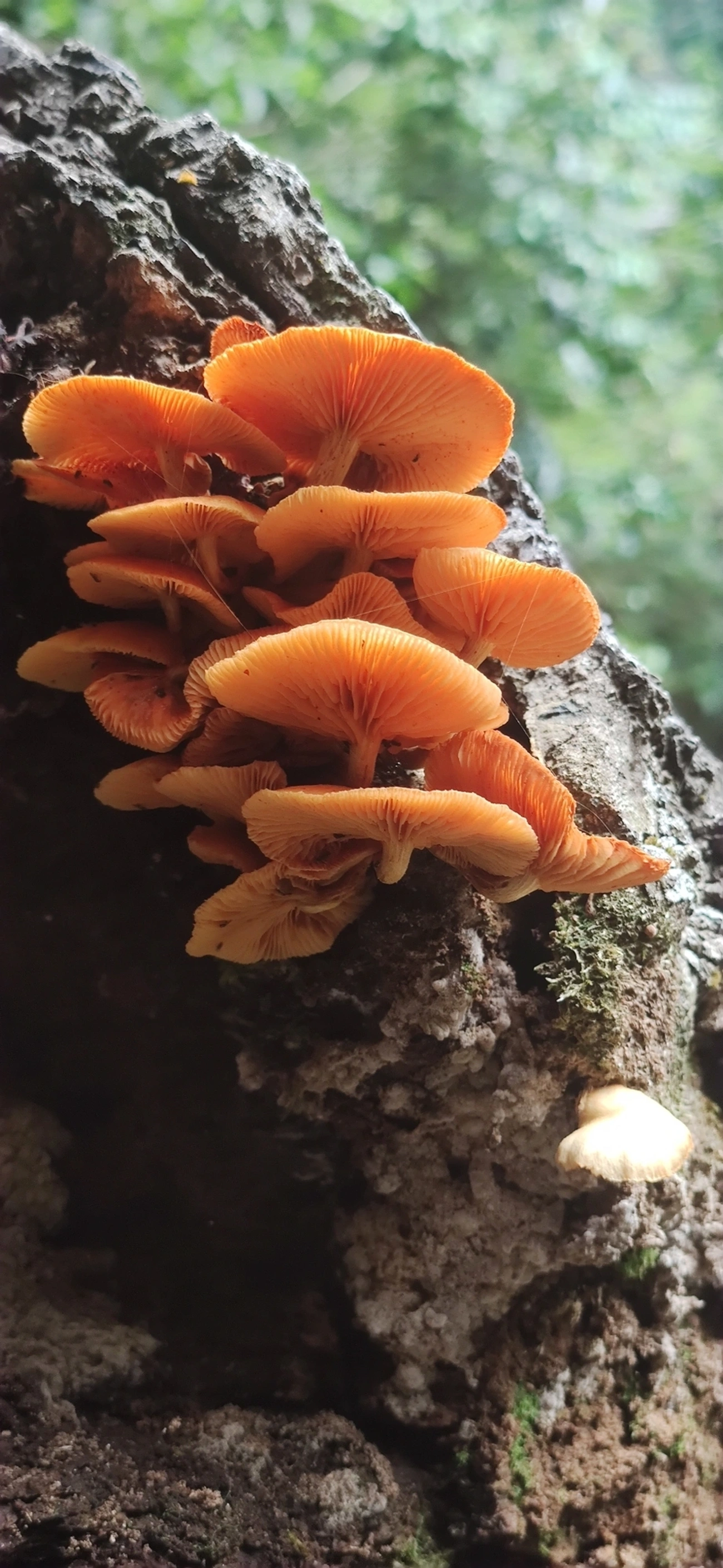 Gymnopilus, fungos, fotografado em Maresias, São Sebastião