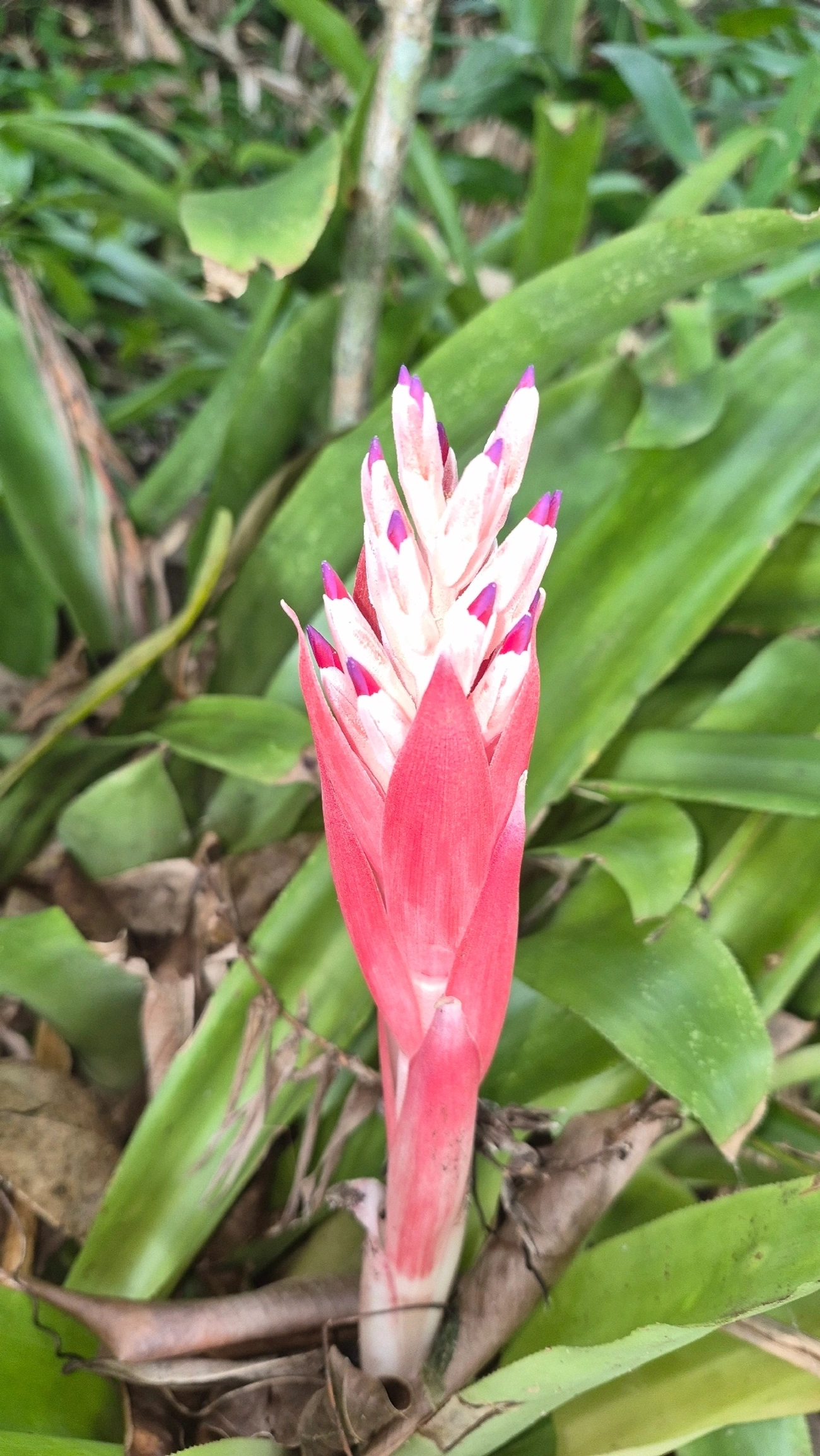 Bromélia-tocha (Billbergia pyramidalis), plantas, fotografado em Maresias, São Sebastião