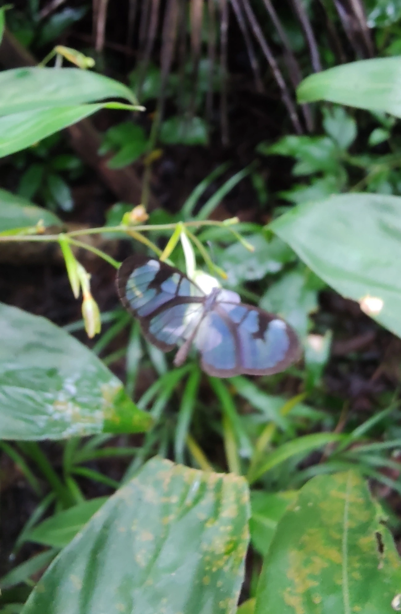 Borboleta-vidro (Oleria aquata), insetos, fotografado em Maresias, São Sebastião