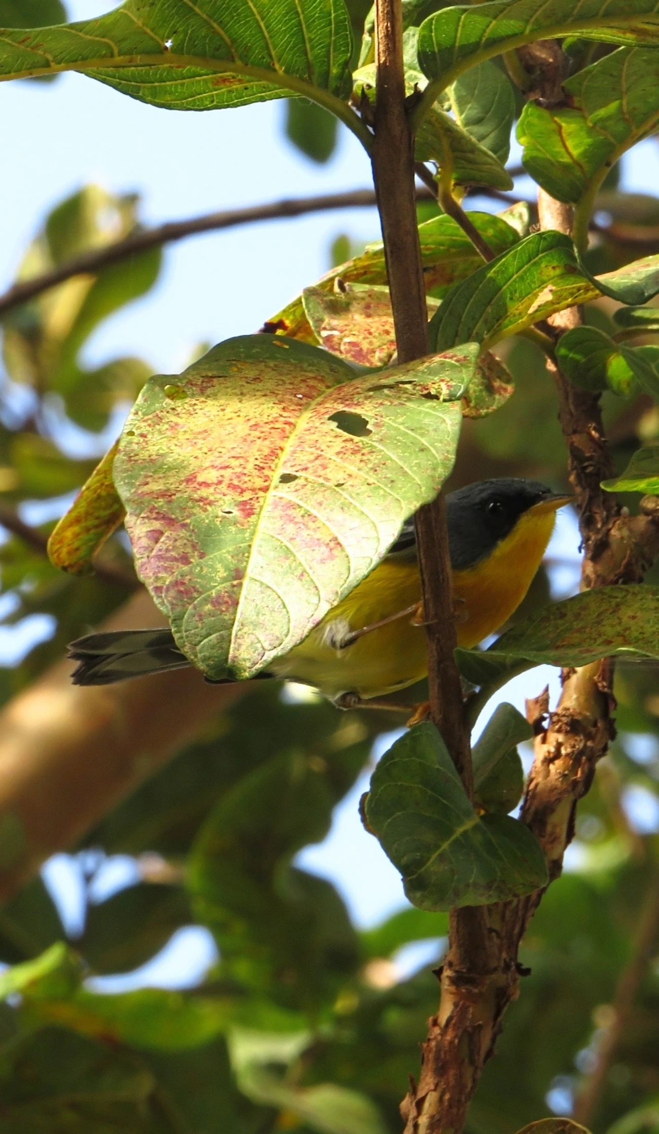 Mariquita (Setophaga pitiayumi), aves, fotografado em Maresias, São Sebastião