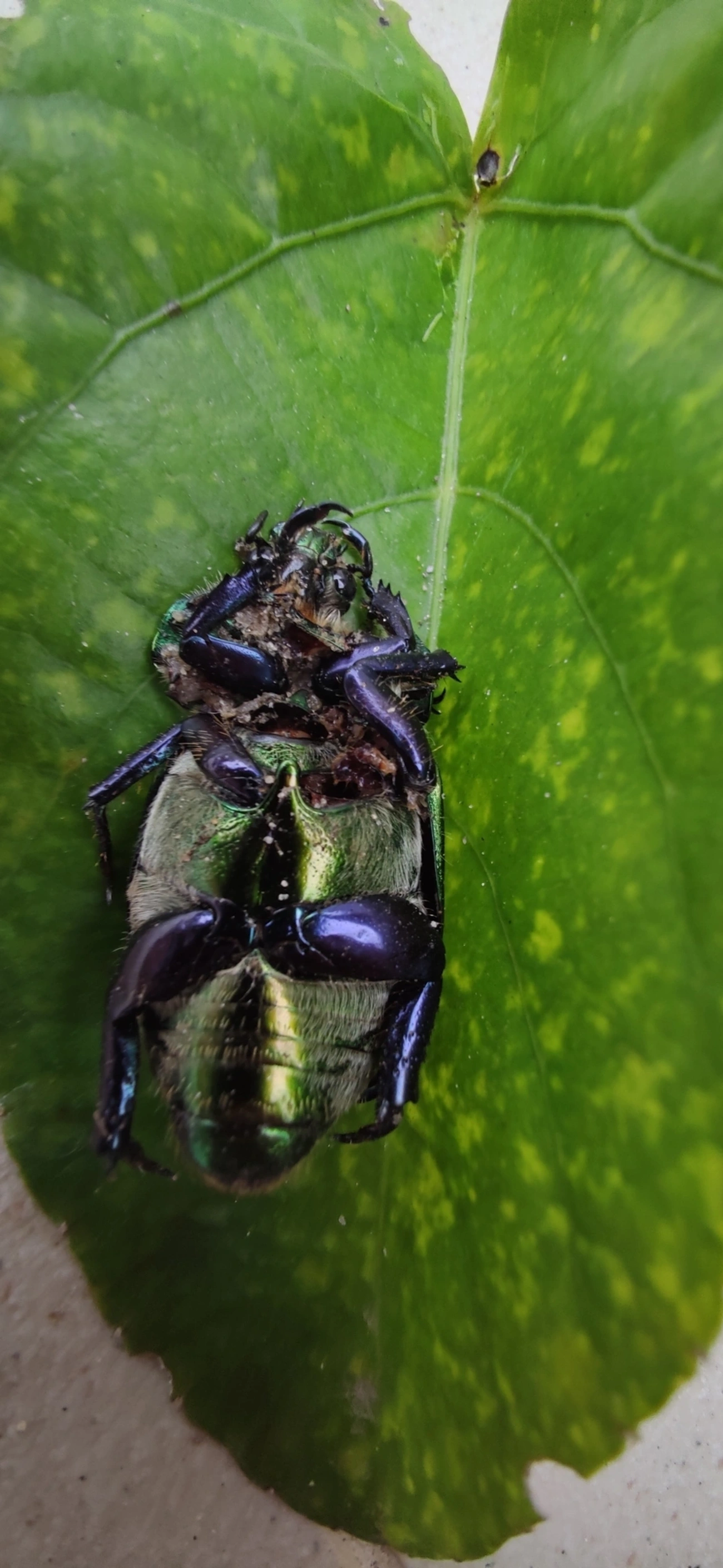 Pelidnota cyanipes, insetos, fotografado em Maresias, São Sebastião
