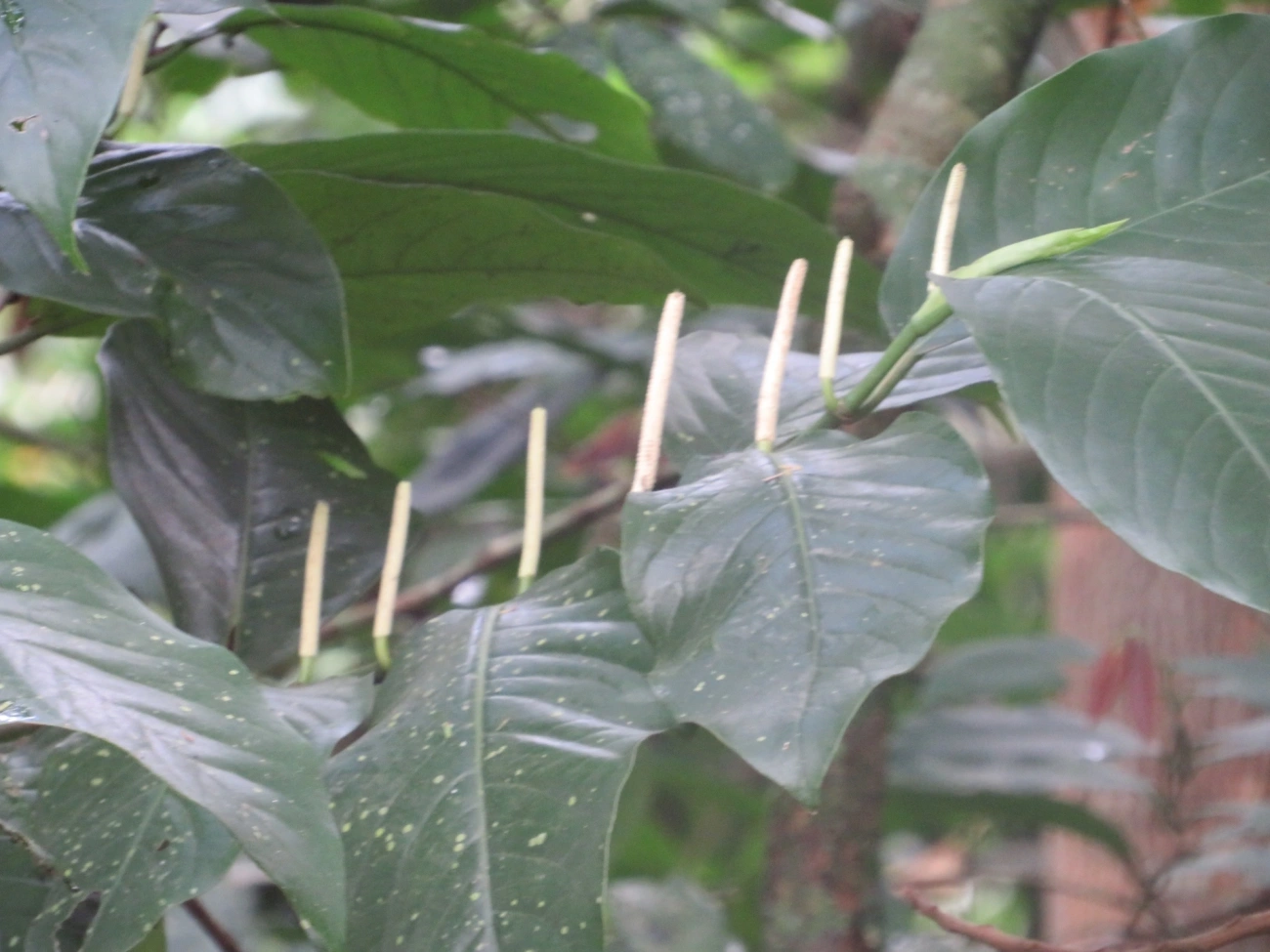 Piper, plantas, fotografado em Maresias, São Sebastião