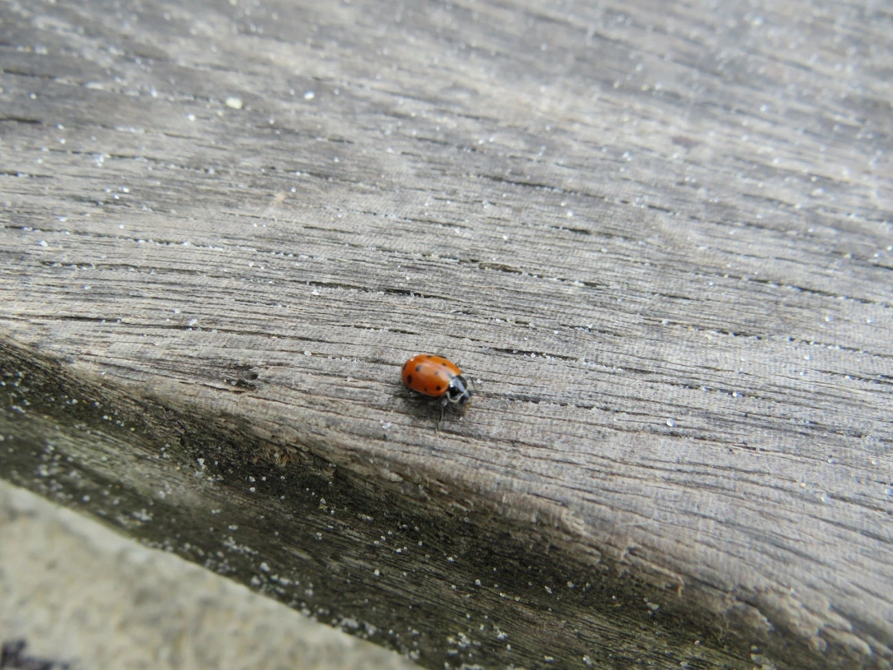 Joaninha-convergente (Hippodamia convergens), insetos, fotografado em Maresias, São Sebastião