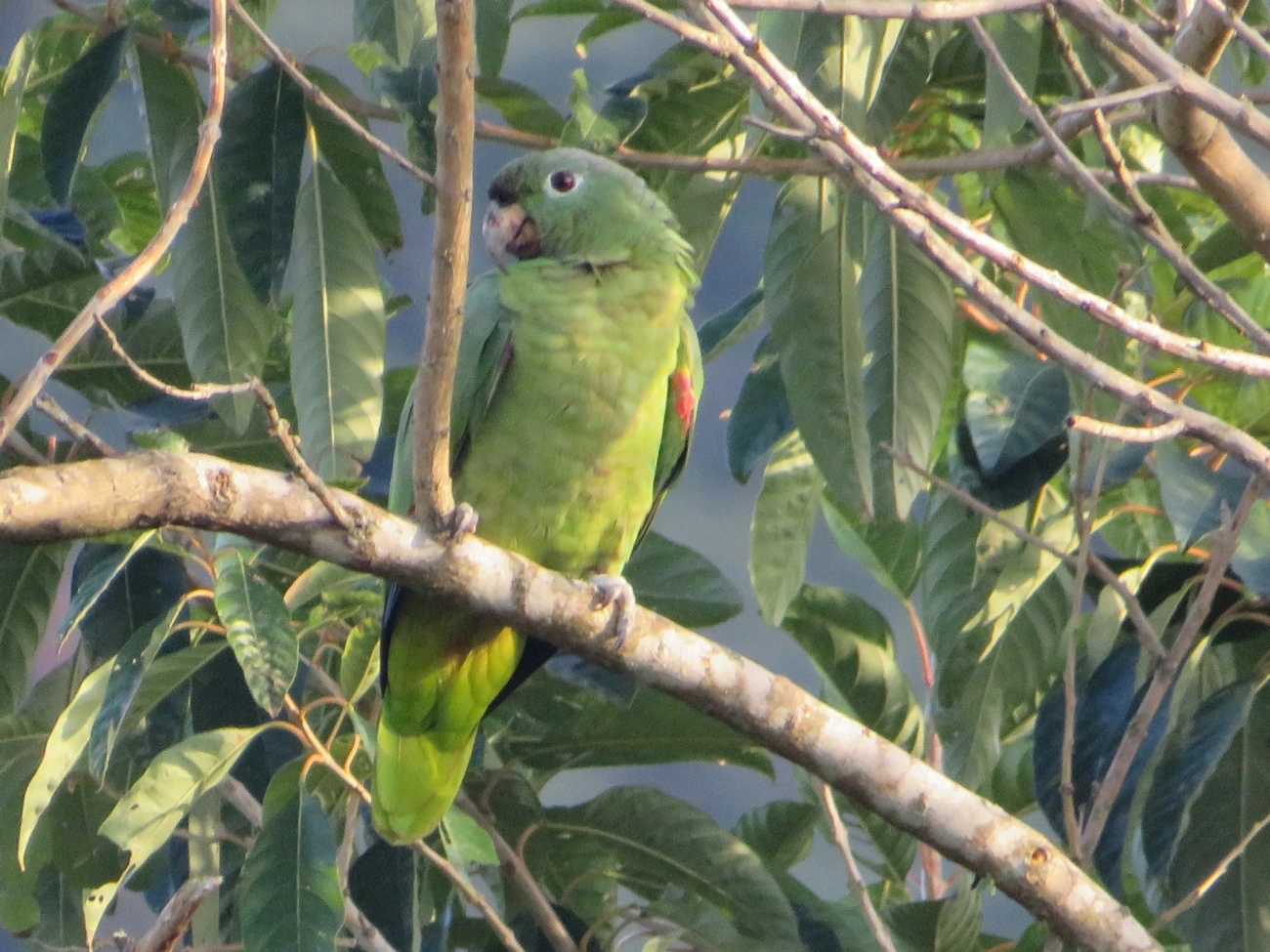 Papagaio-moleiro (Amazona farinosa), aves, fotografado em São Paulo