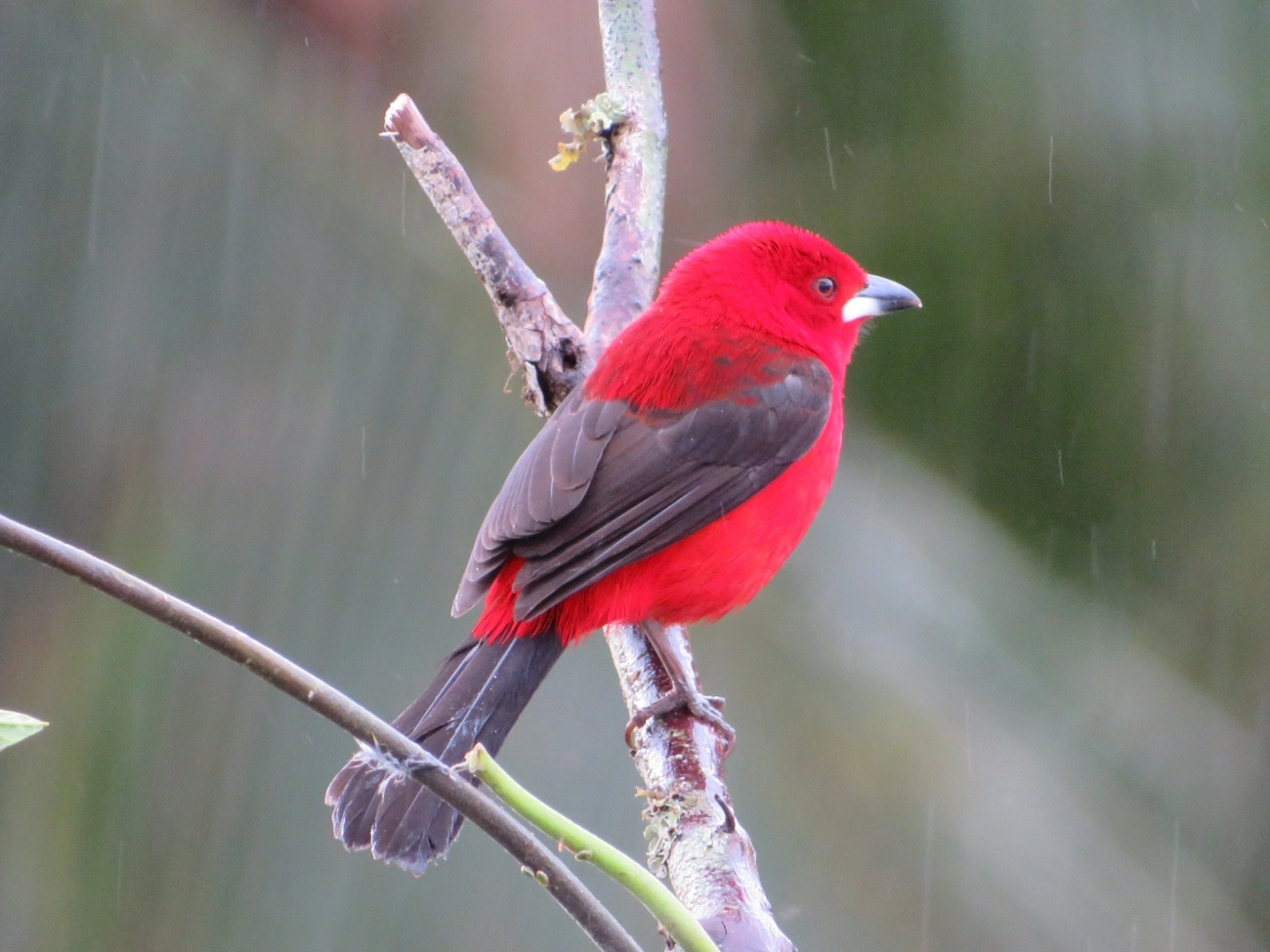 Tiê-sangue (Ramphocelus bresilius), aves, fotografado em Maresias, São Sebastião