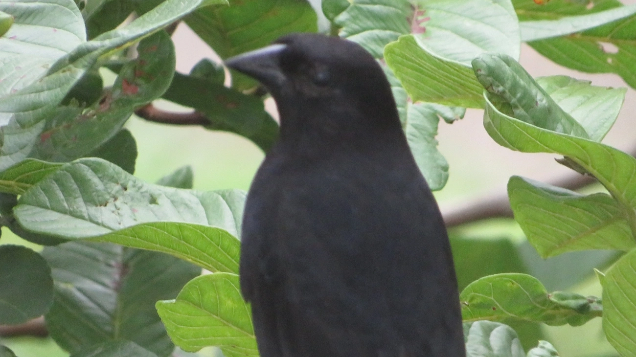 Chupim (Molothrus bonariensis), aves, fotografado em Maresias, São Sebastião