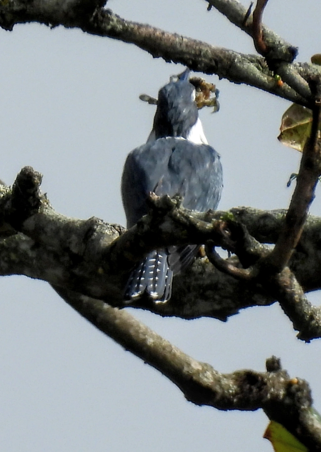 Martim-pescador-grande (Megaceryle torquata), aves, fotografado em Praia da Enseada, São Sebastião