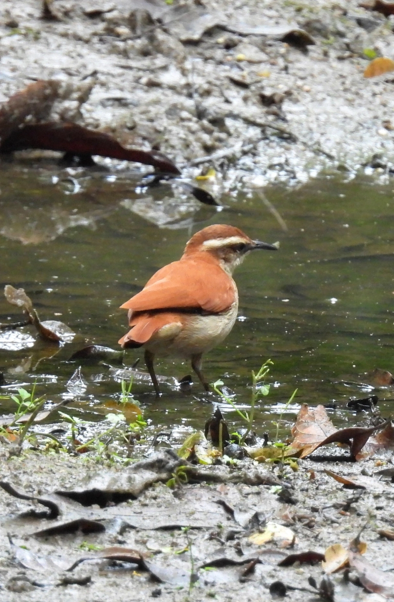 Casaca-de-Couro-da-Lama (Furnarius figulus), aves, fotografado em Perequê, Ilhabela