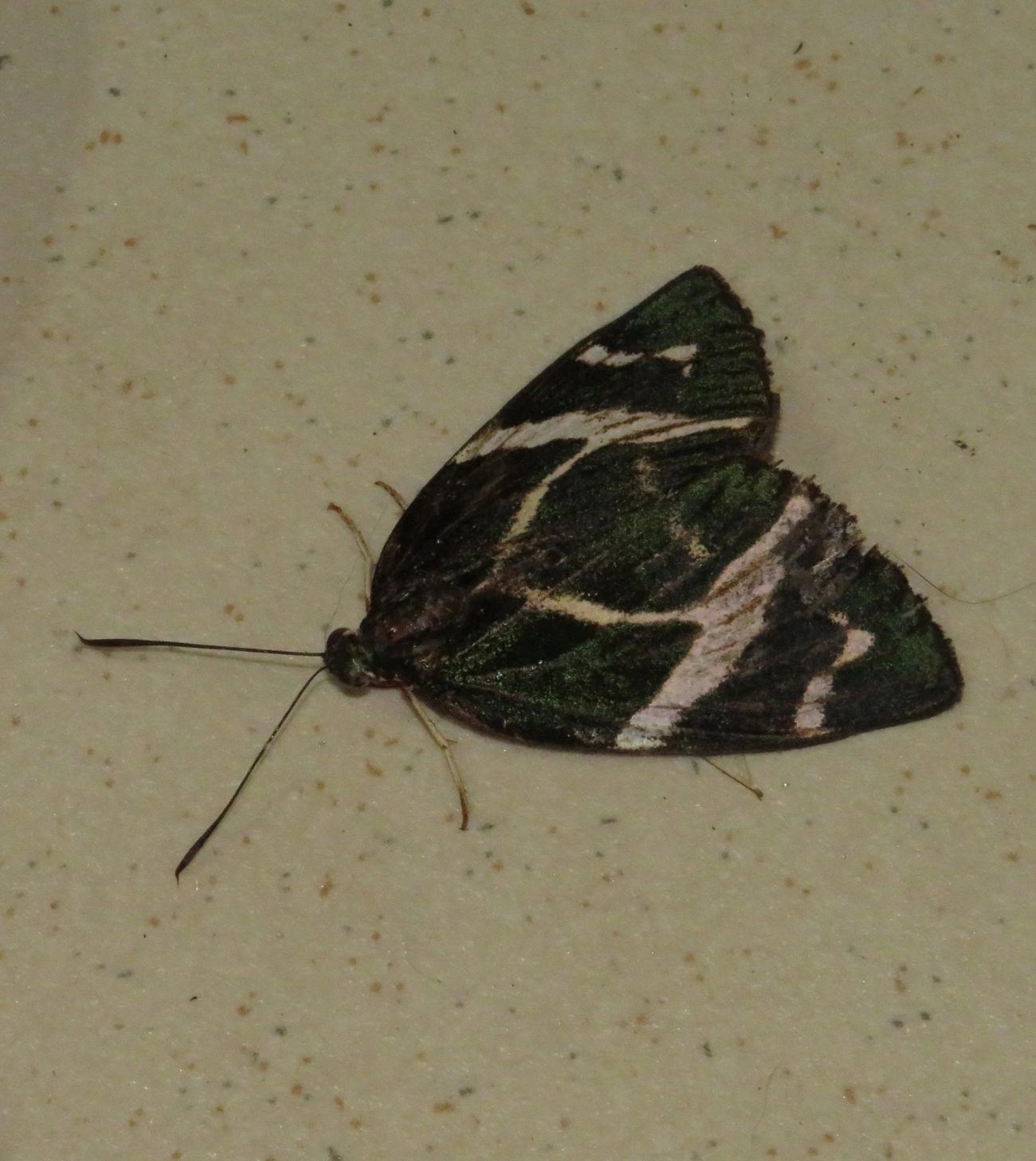 Mariposa-castnídea (Geyeria decussata), insetos, fotografado em Maresias, São Sebastião